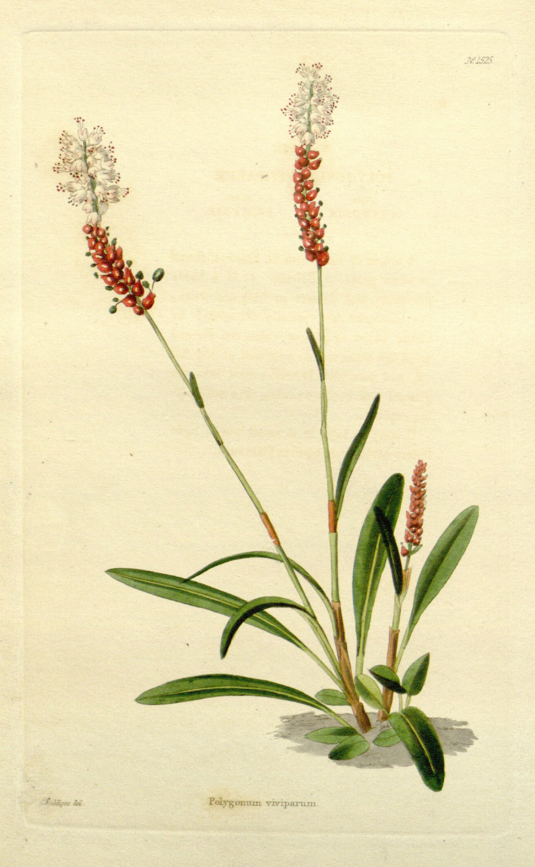 no full size  illustration available (3a)