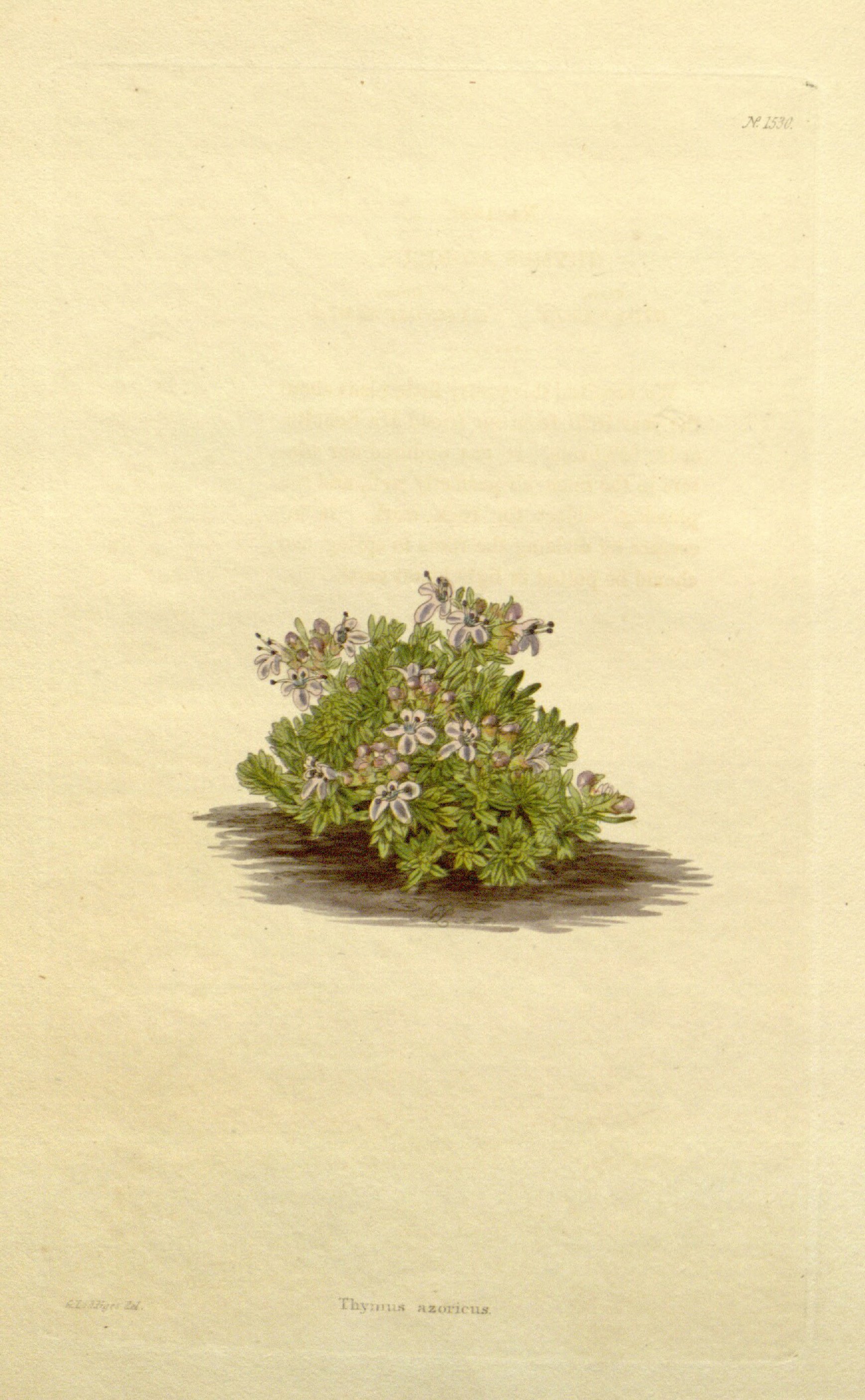 no full size  illustration available (3a)