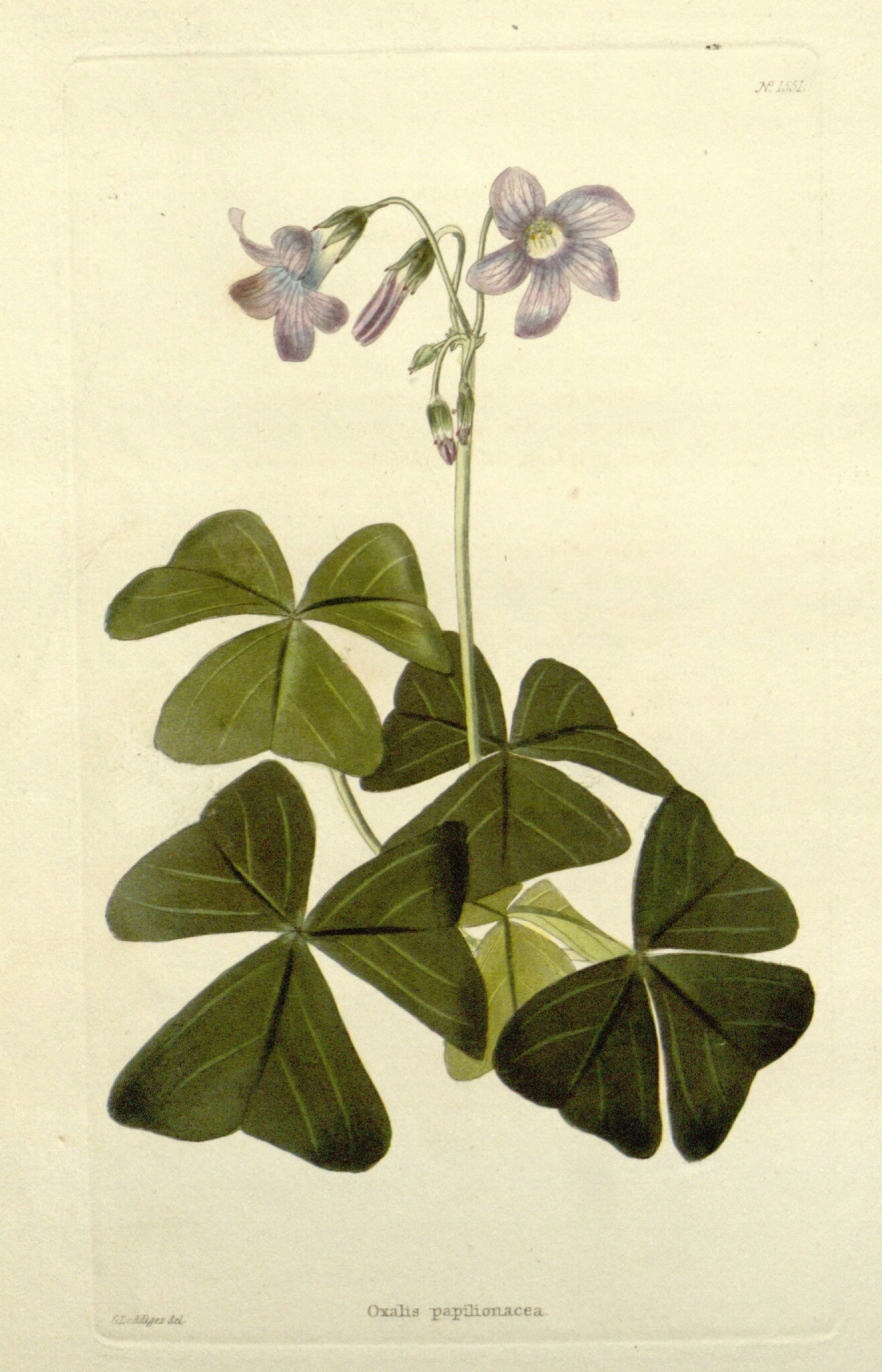 no full size  illustration available (3a)