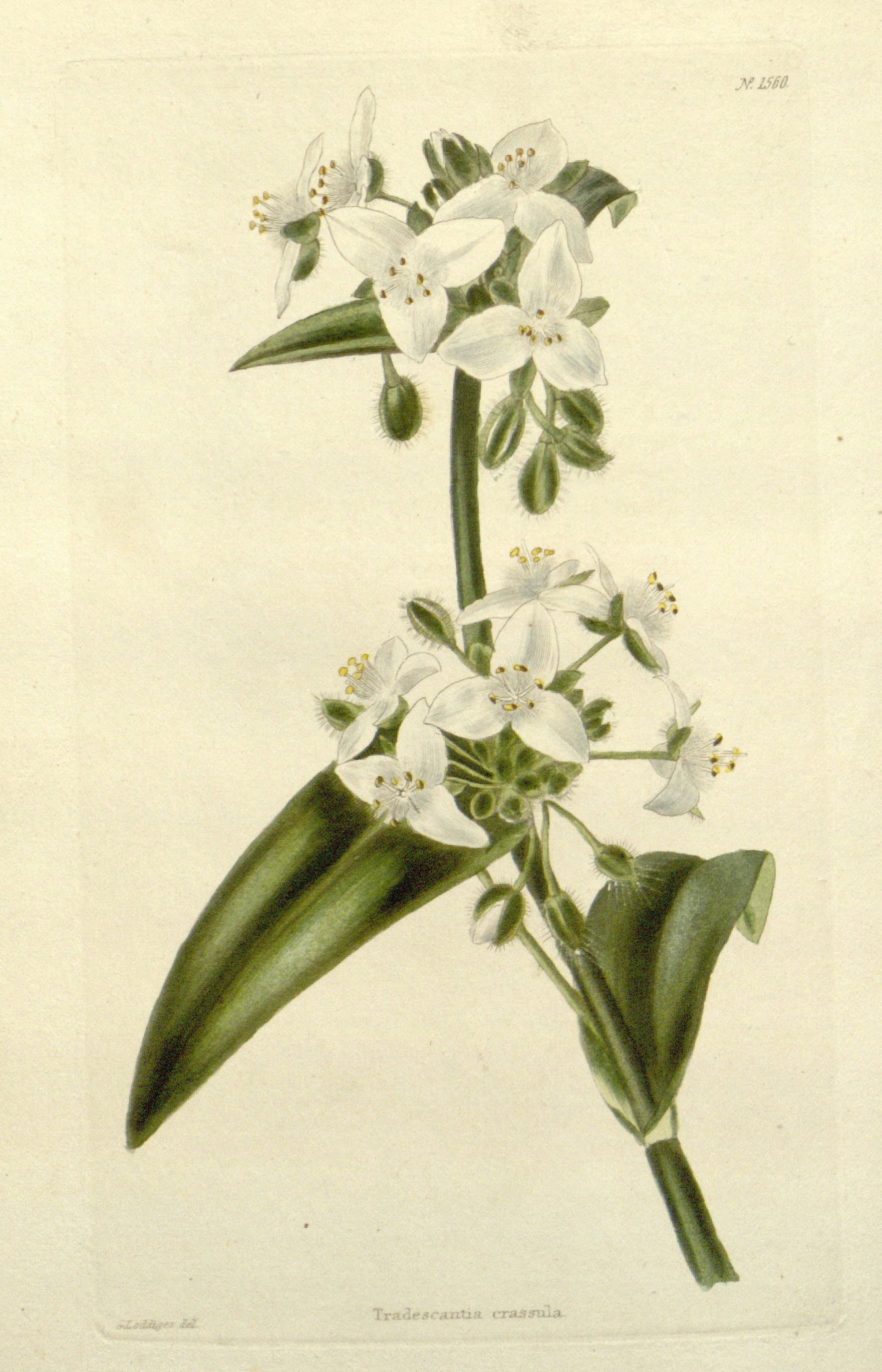 no full size  illustration available (3a)