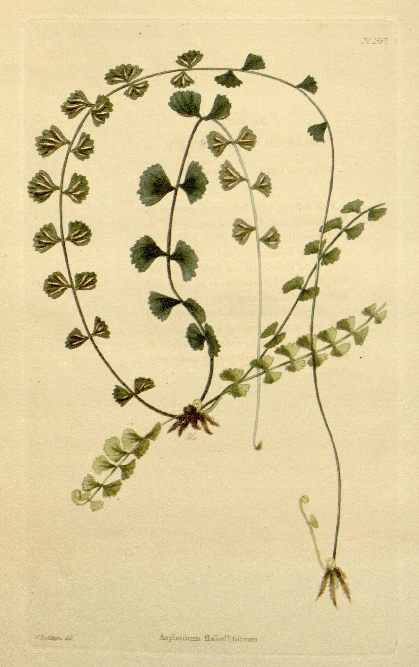 no full size  illustration available (3a)