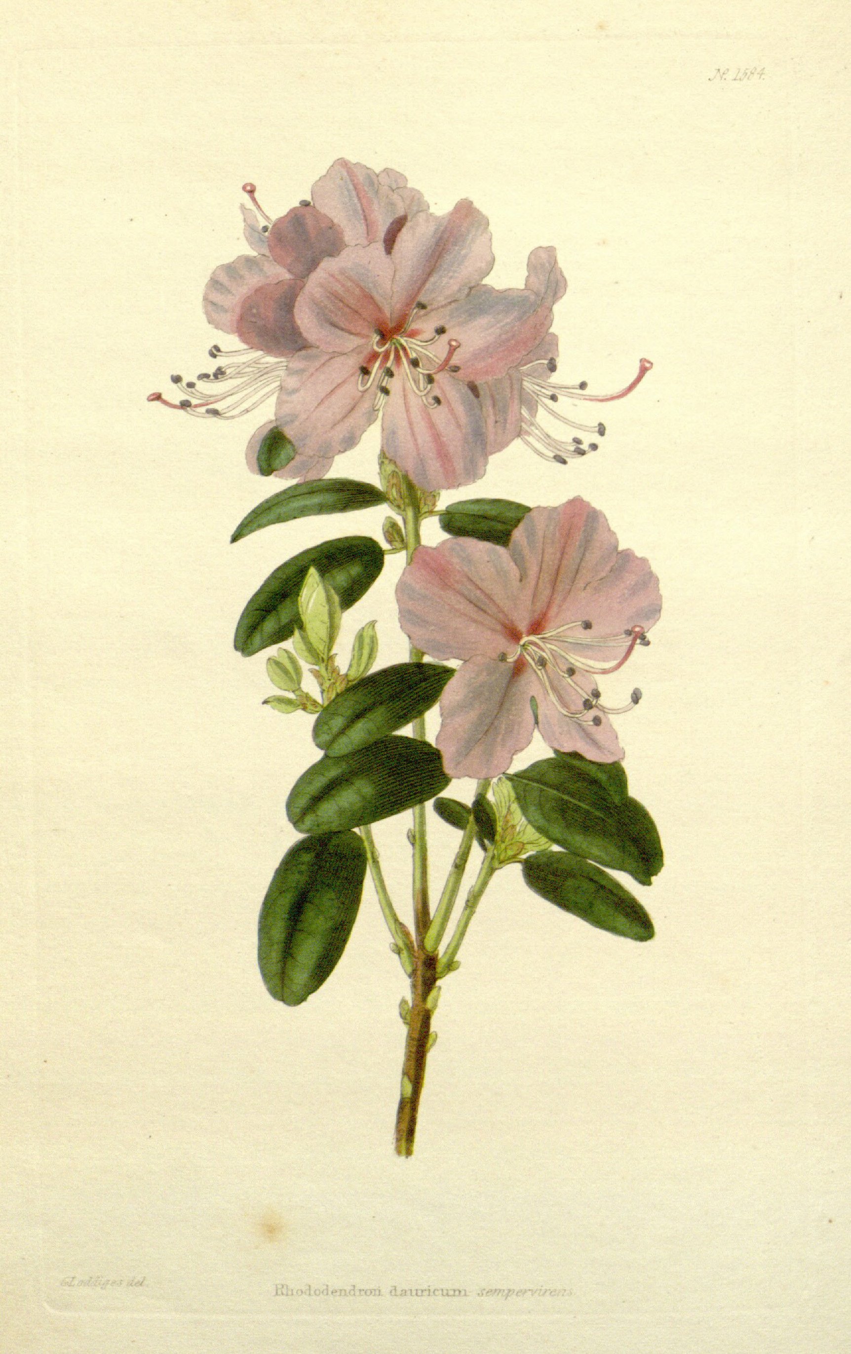 no full size  illustration available (3a)