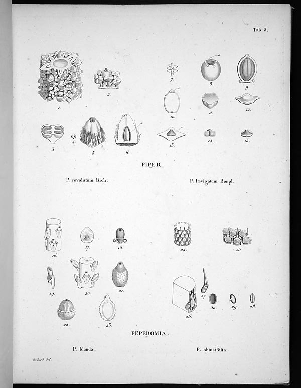 no full size  illustration available (3a)