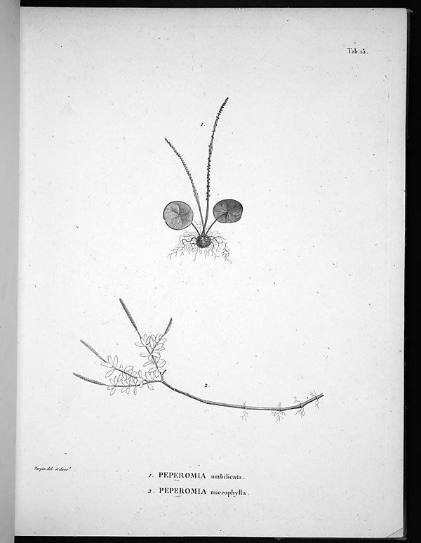 no full size  illustration available (3a)