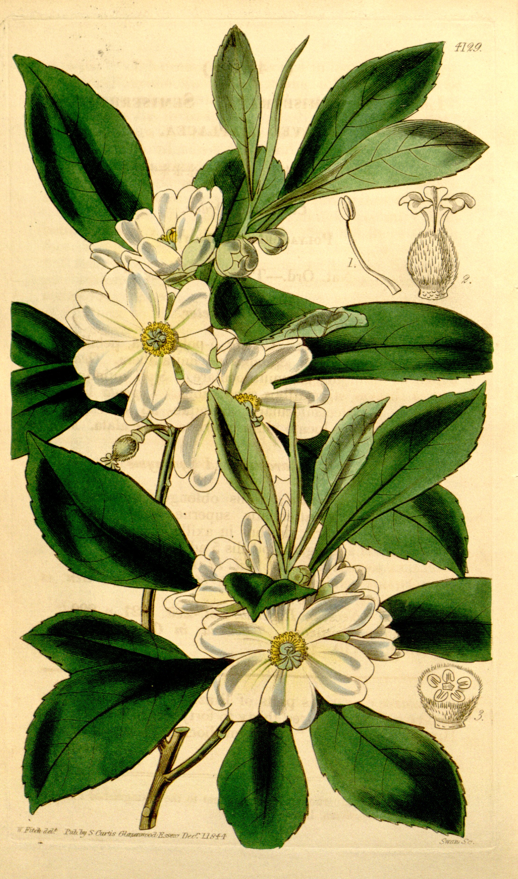 no full size  illustration available (3a)