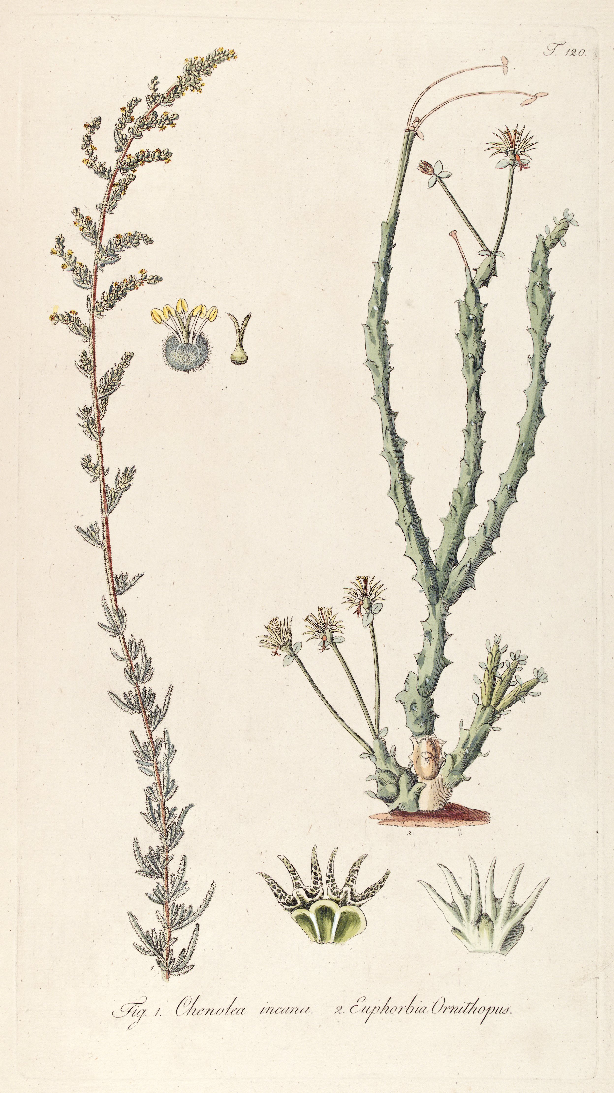 no full size  illustration available (3a)