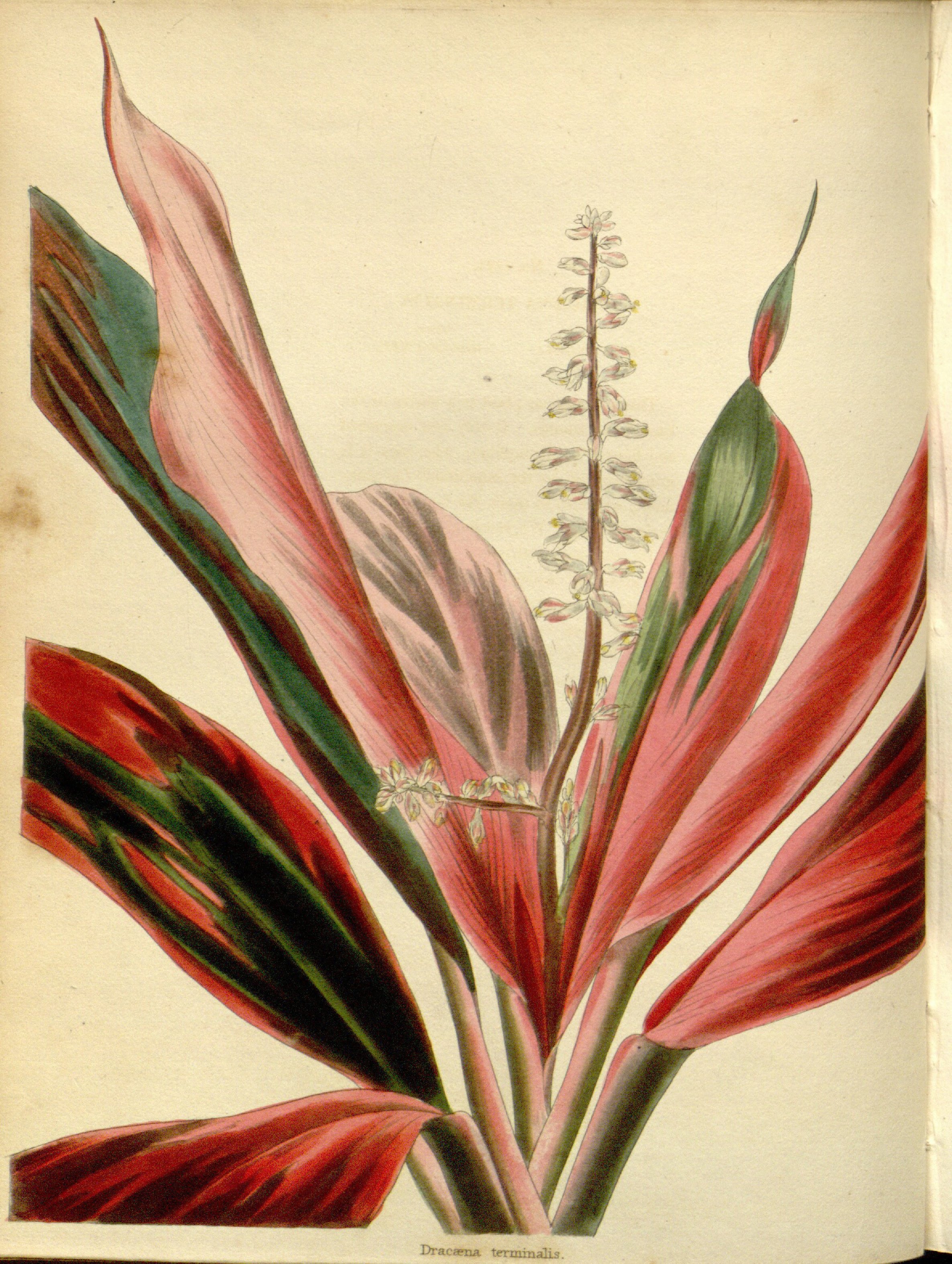 no full size  illustration available (3a)