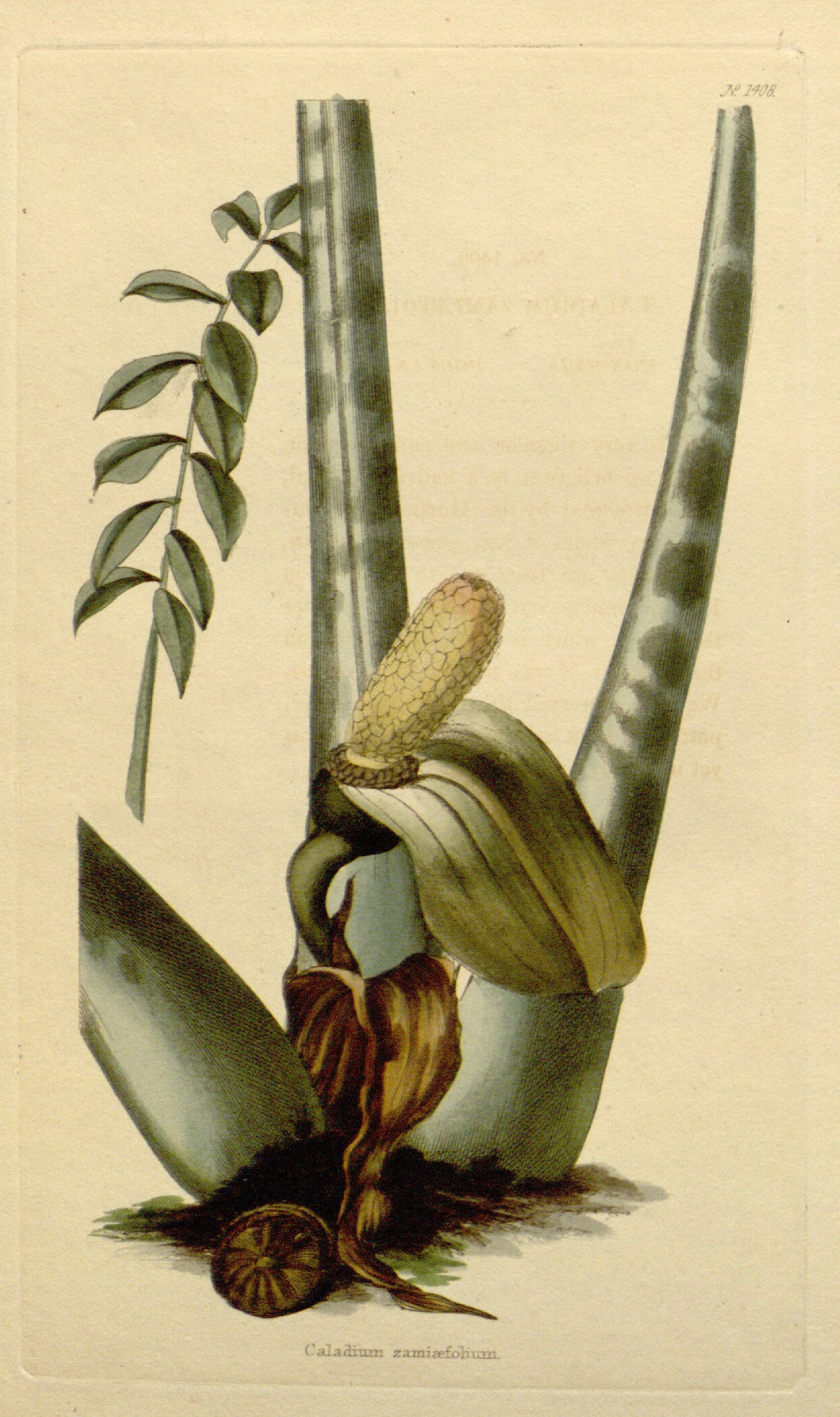 no full size  illustration available (3a)