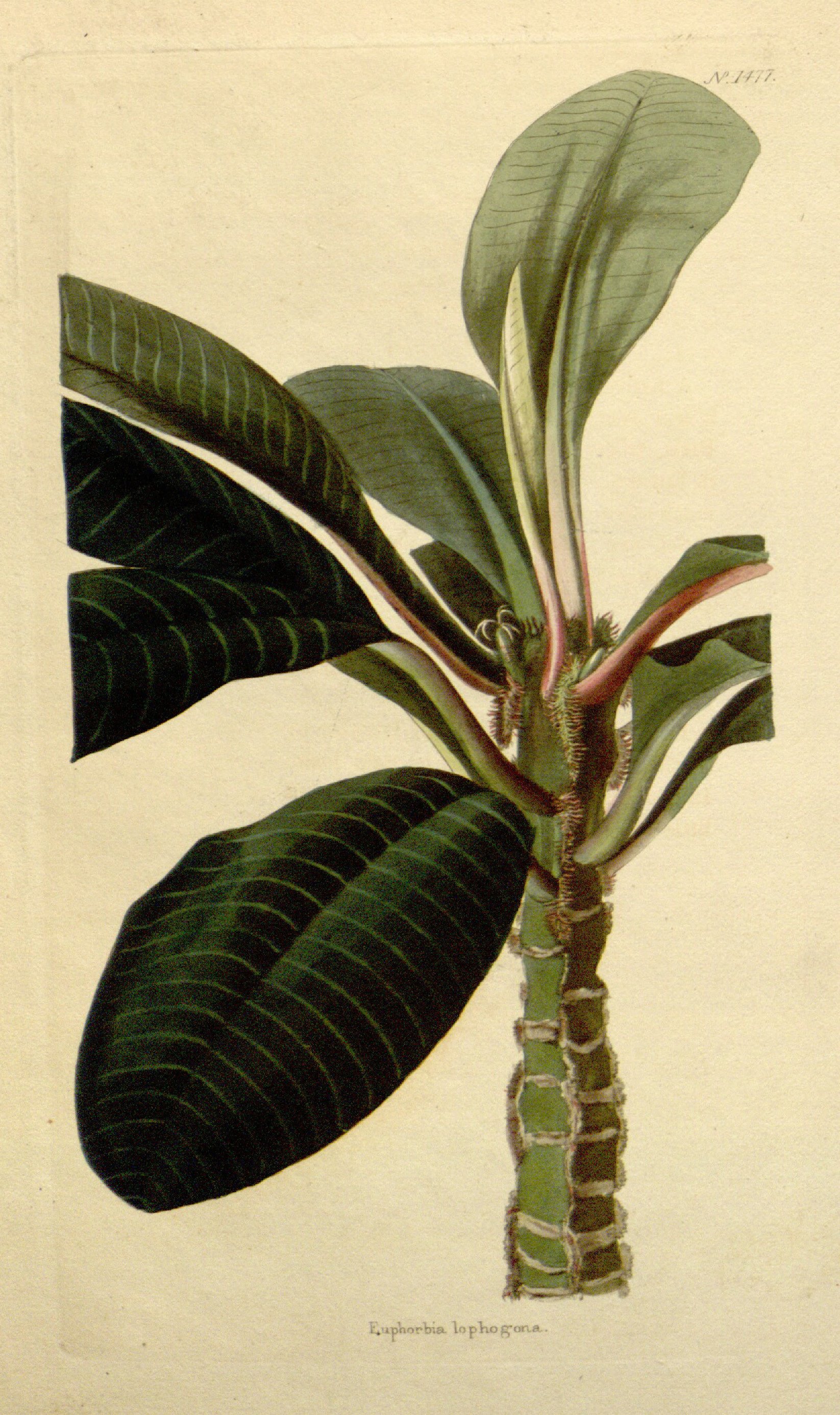 no full size  illustration available (3a)