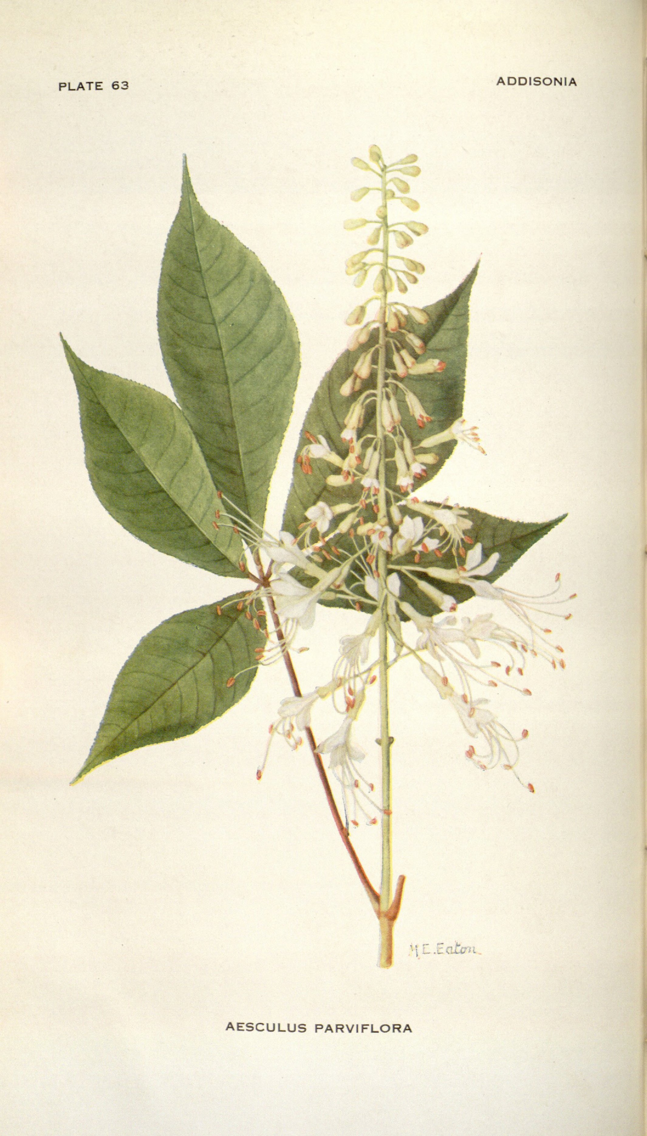 no full size  illustration available (3a)