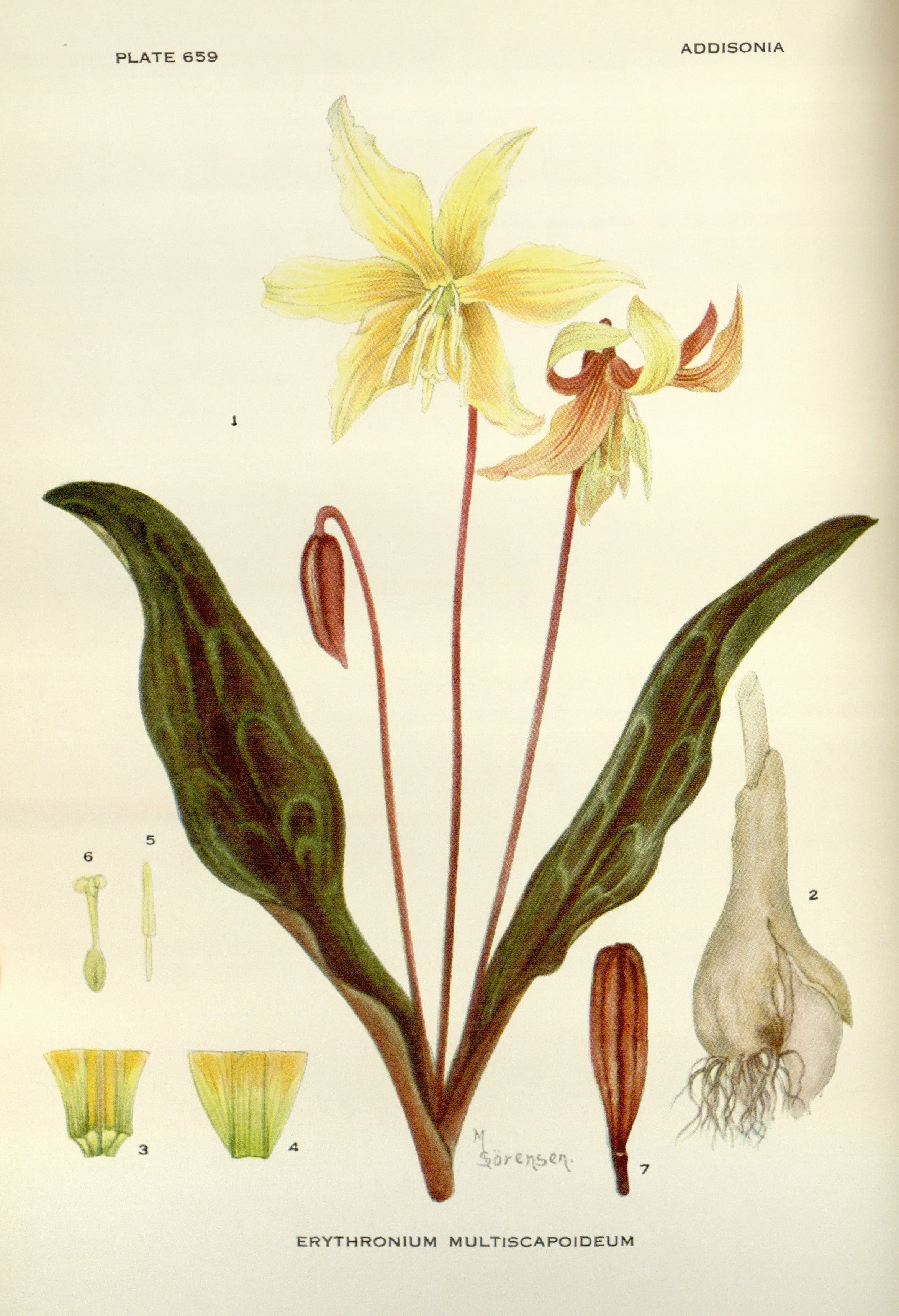 no full size  illustration available (3a)