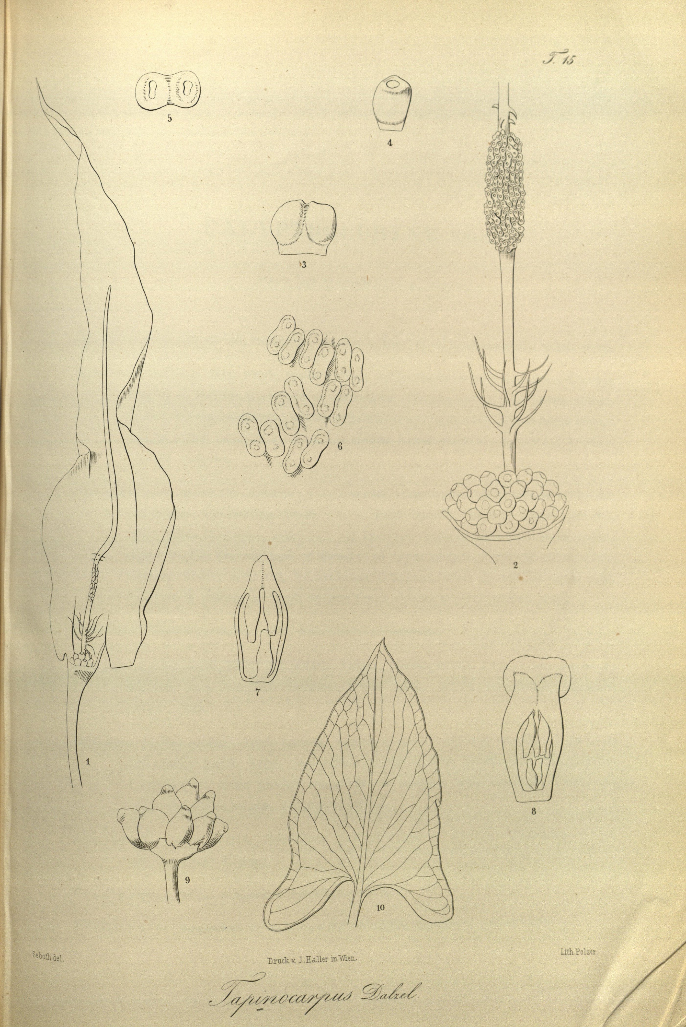 no full size  illustration available (3a)