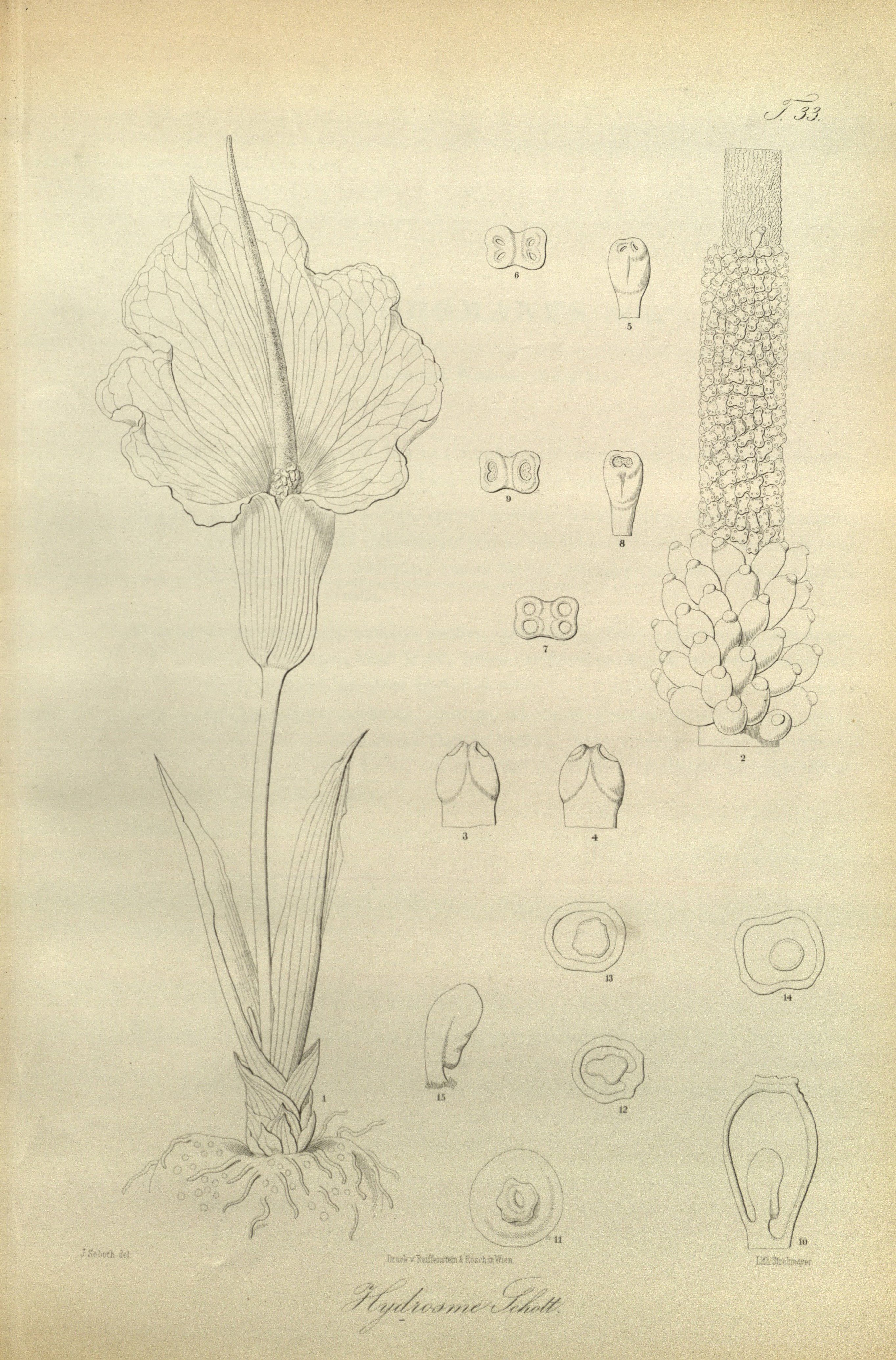 no full size  illustration available (3a)