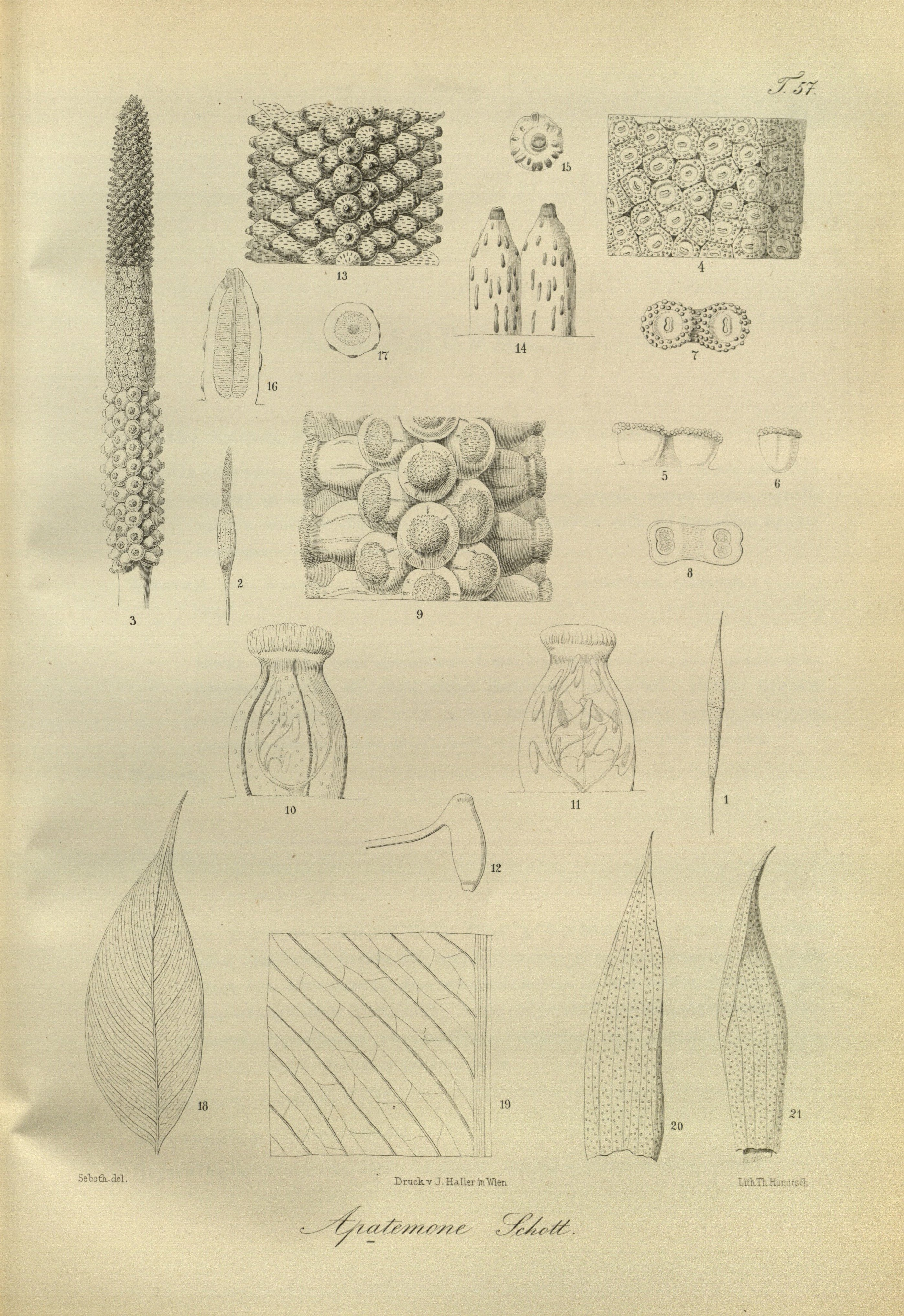 no full size  illustration available (3a)