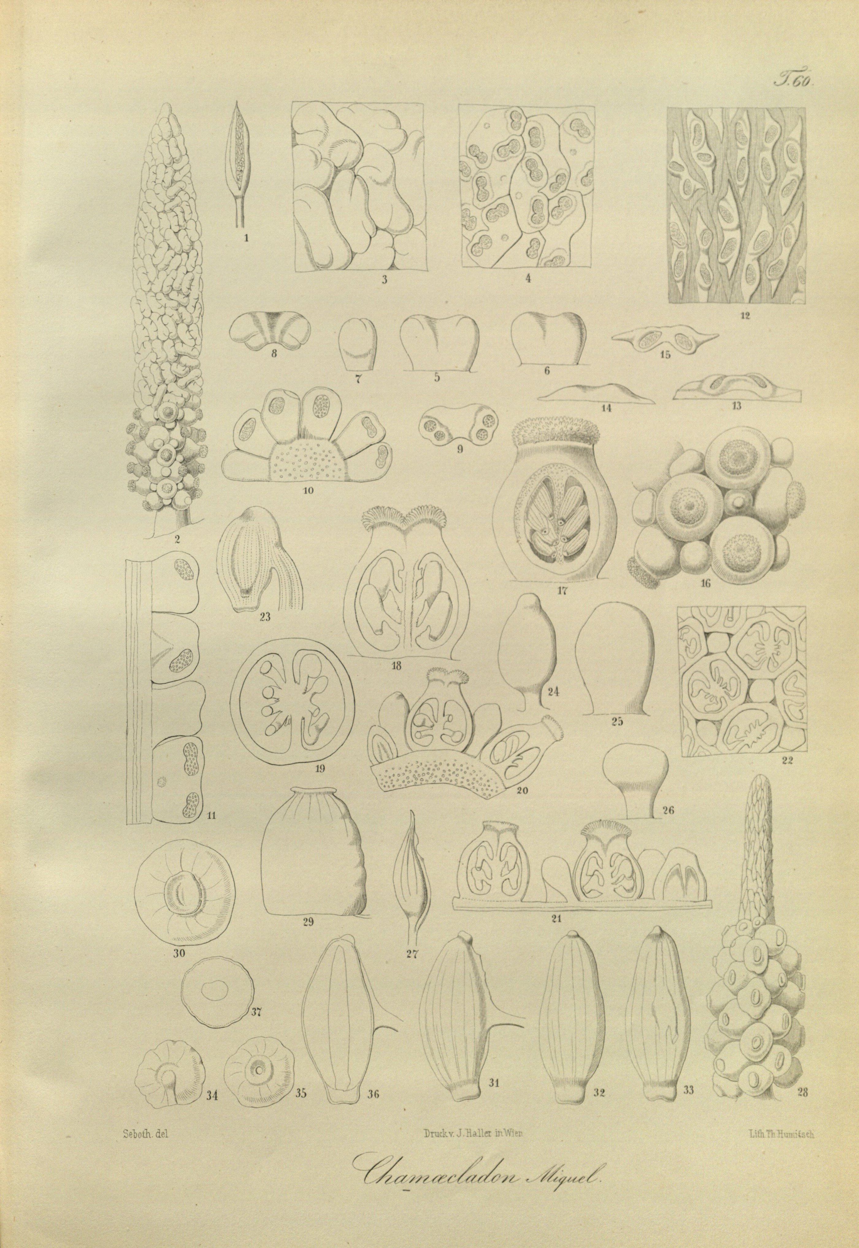 no full size  illustration available (3a)