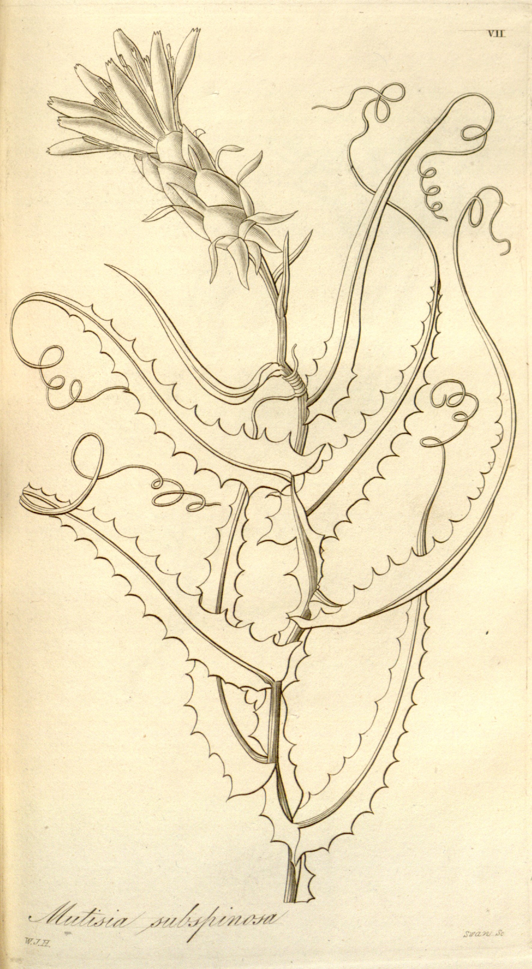 no full size  illustration available (3a)