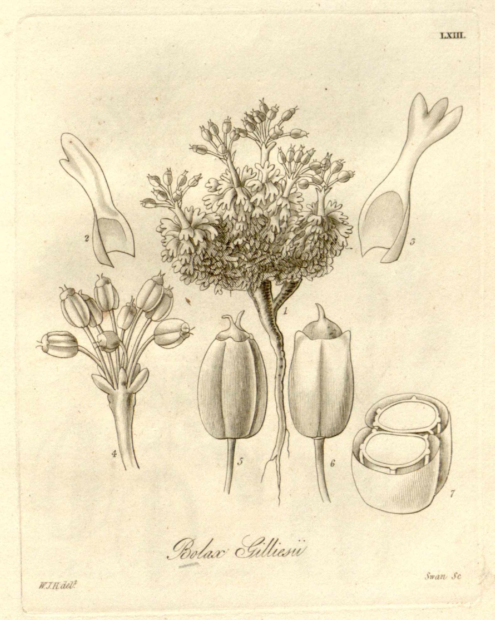 no full size  illustration available (3a)