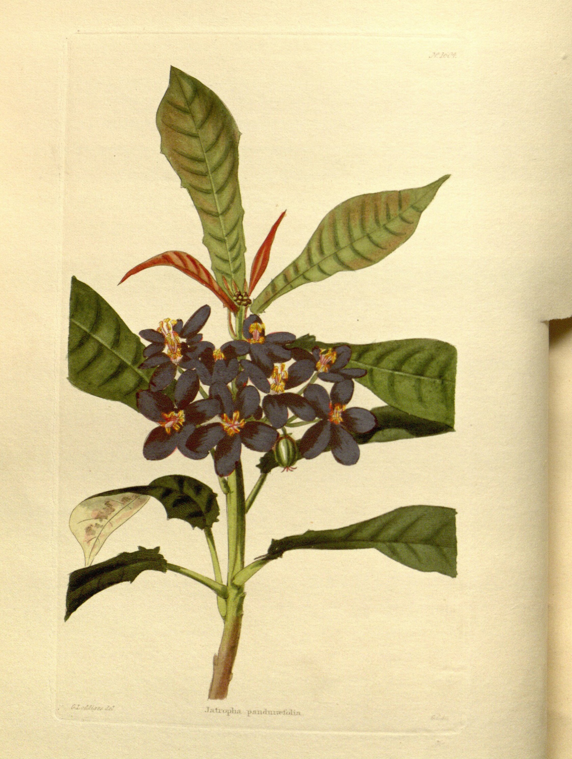 no full size  illustration available (3a)