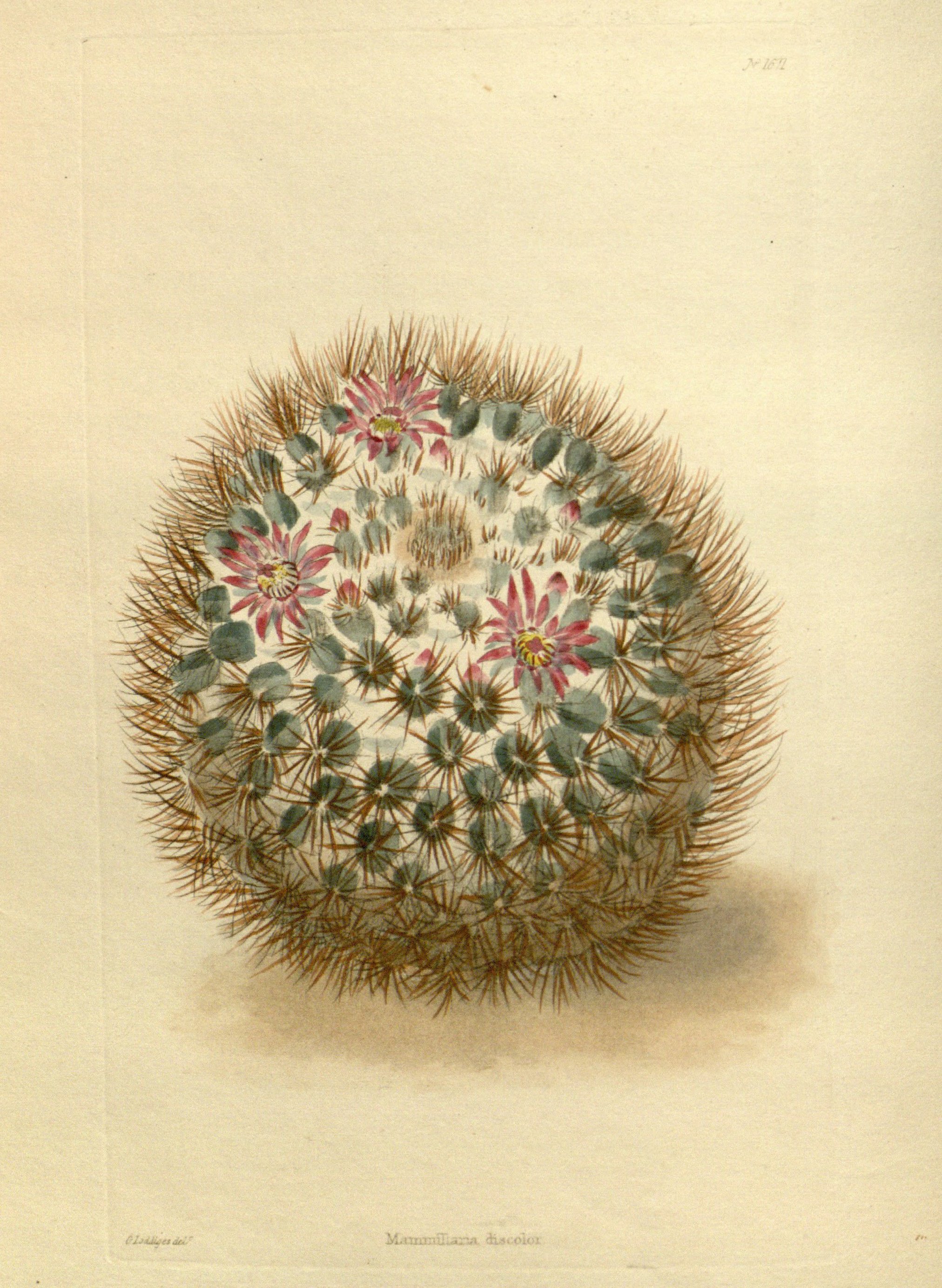 no full size  illustration available (3a)