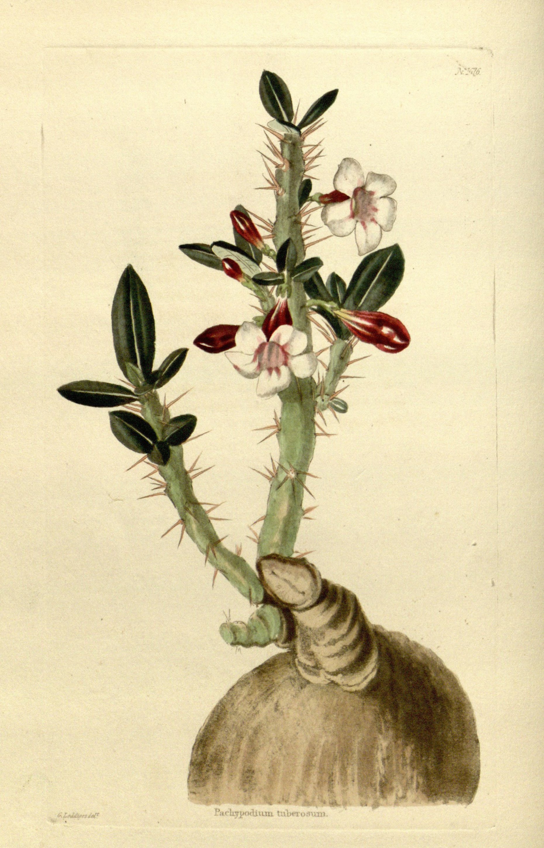 no full size  illustration available (3a)