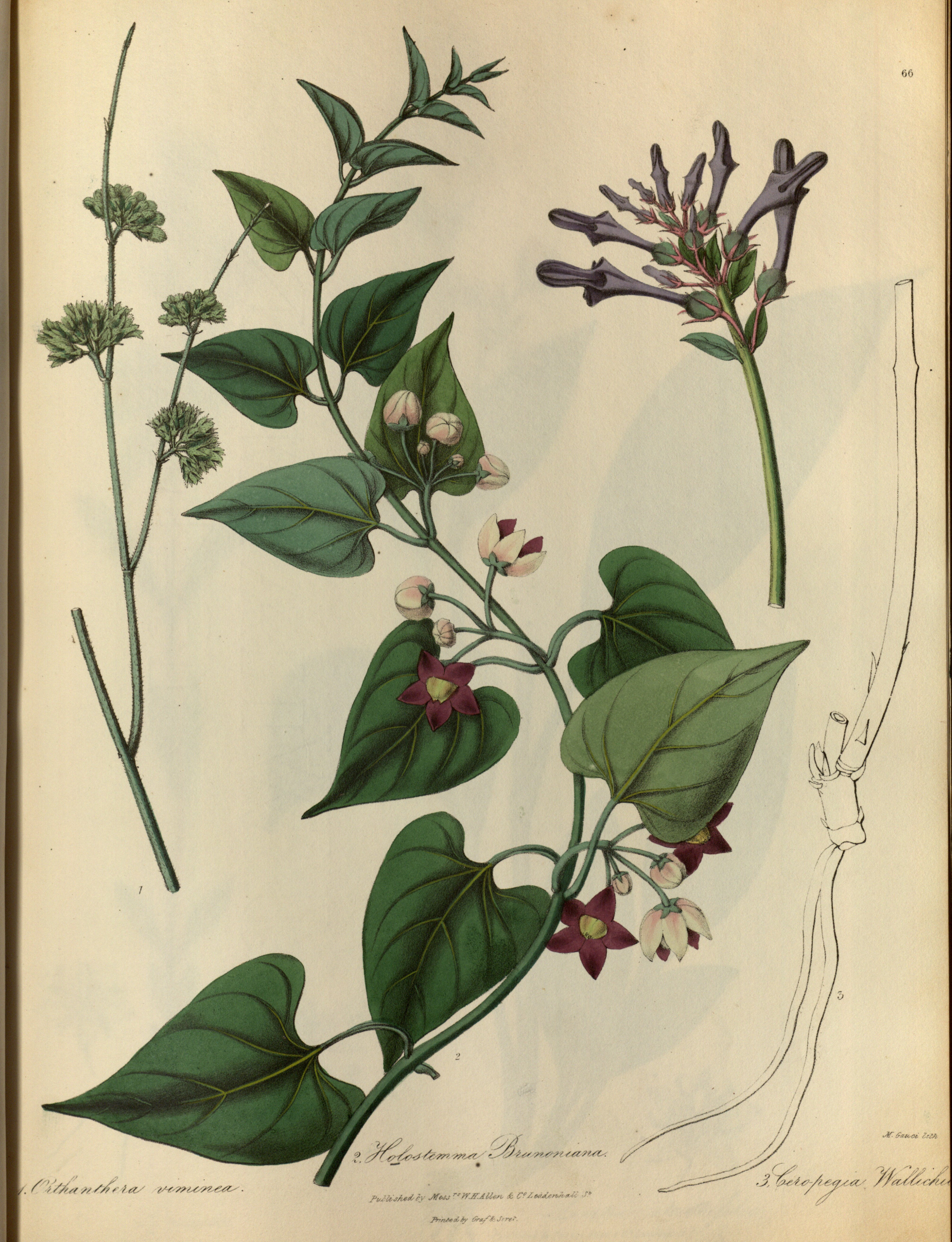 no full size  illustration available (3a)