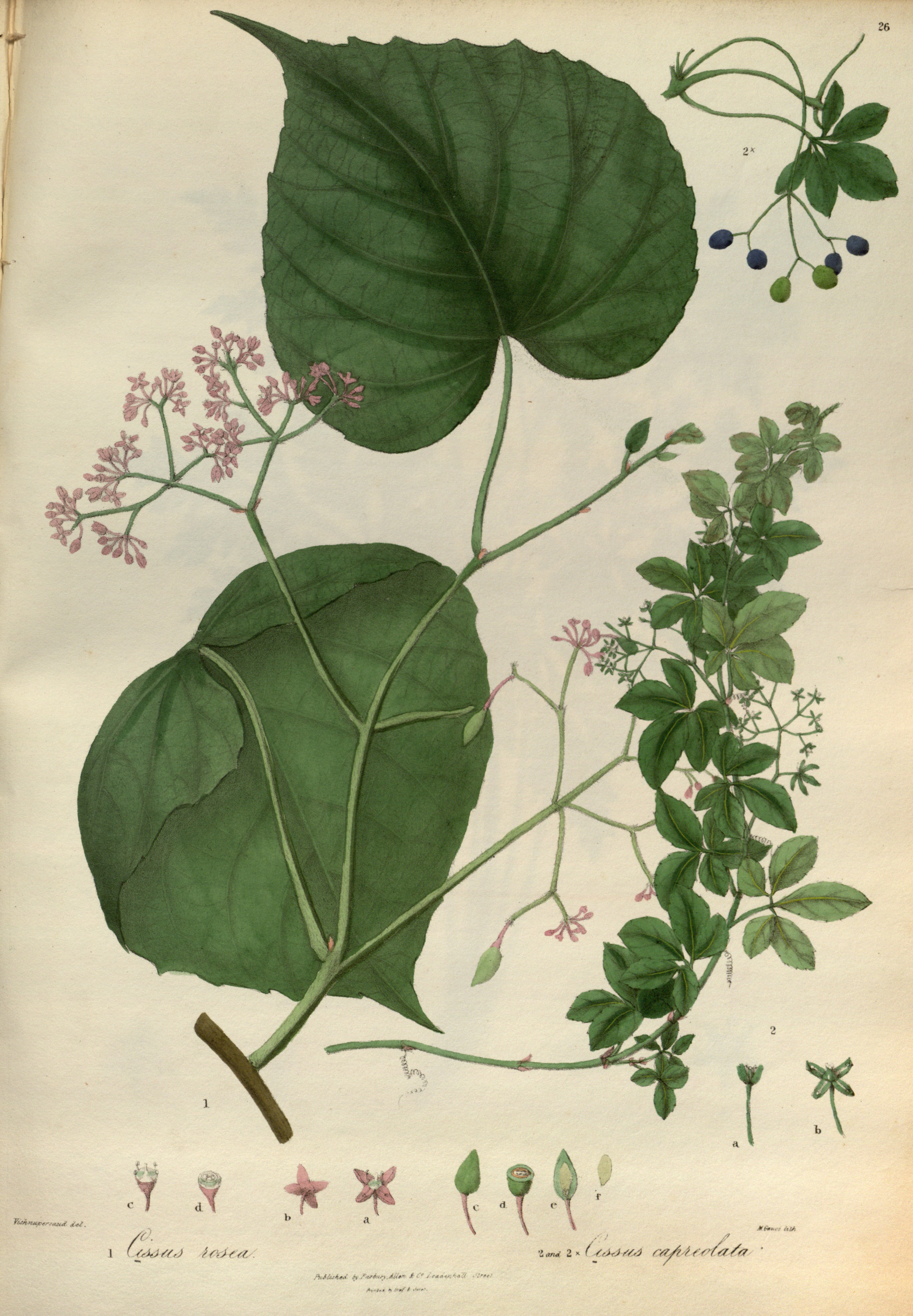 no full size  illustration available (3a)