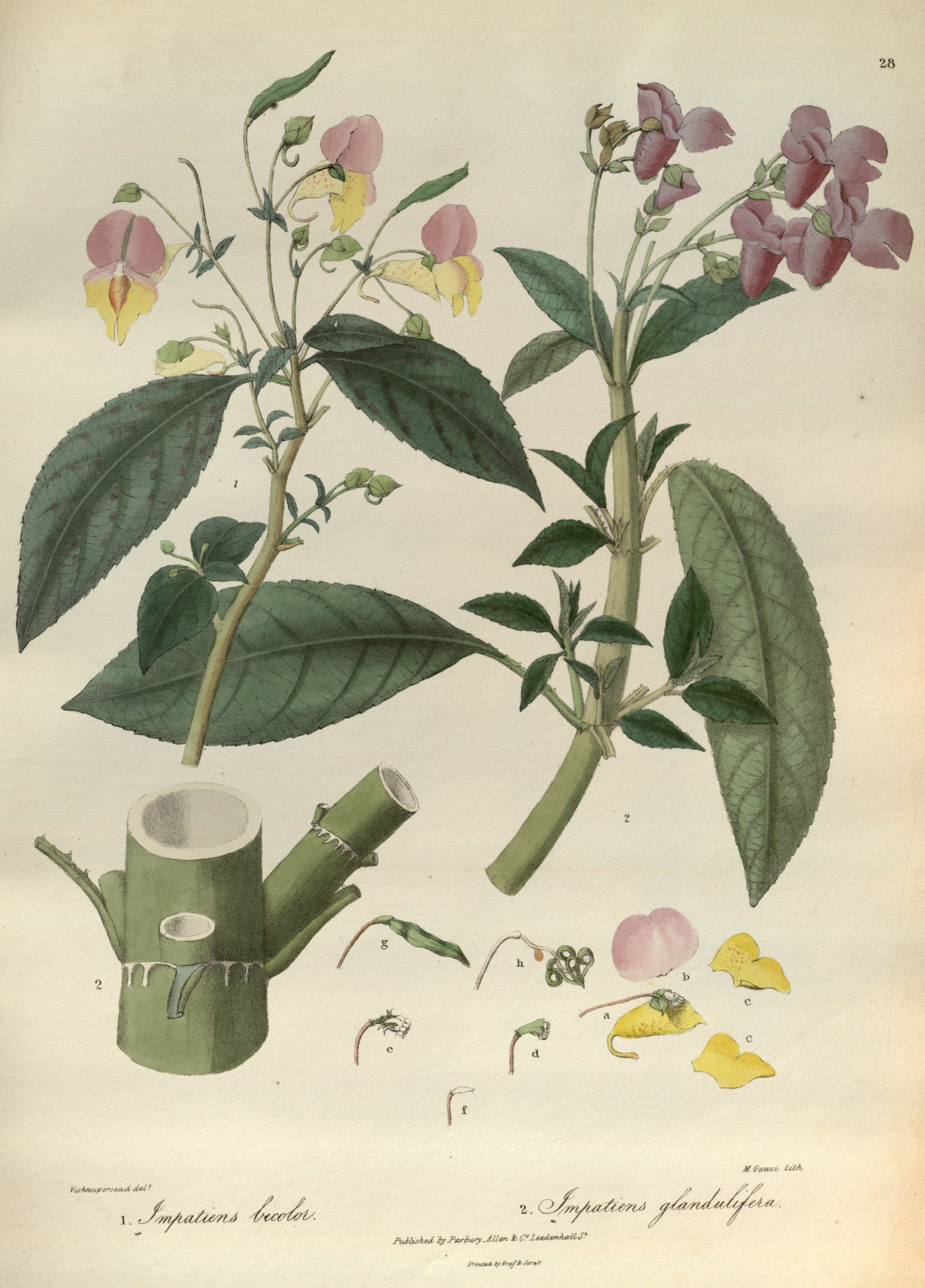 no full size  illustration available (3a)