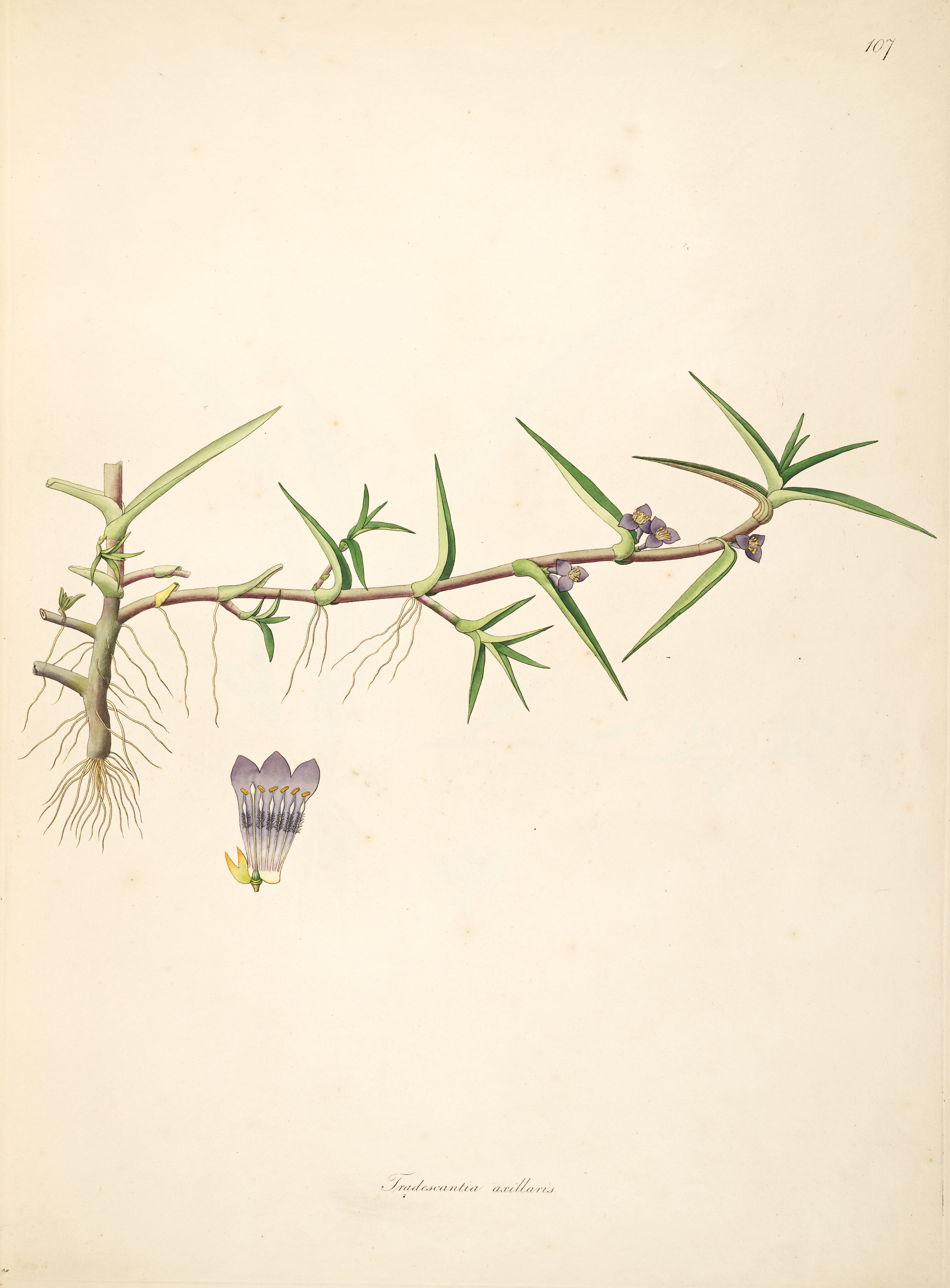 no full size  illustration available (3a)