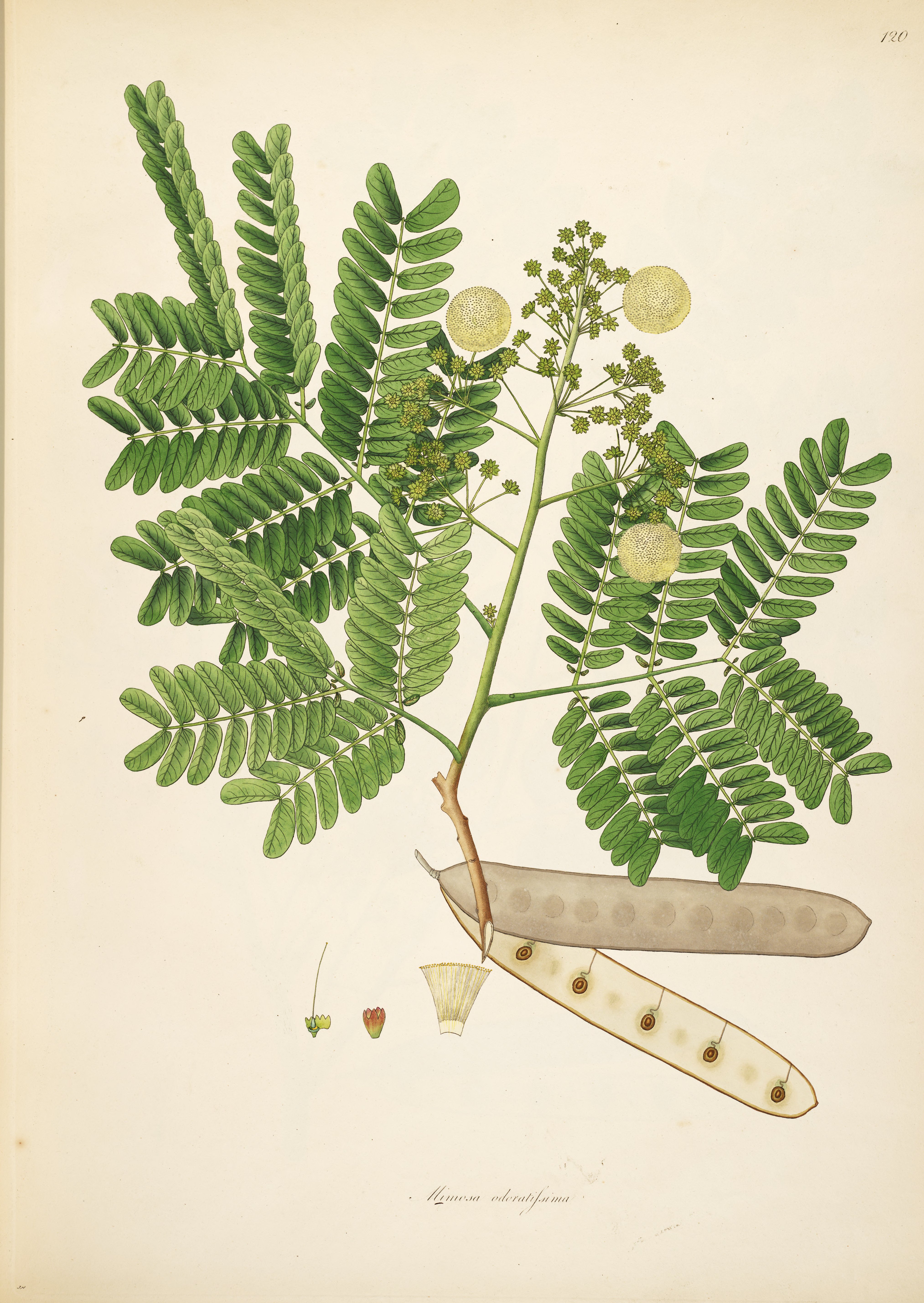 no full size  illustration available (3a)