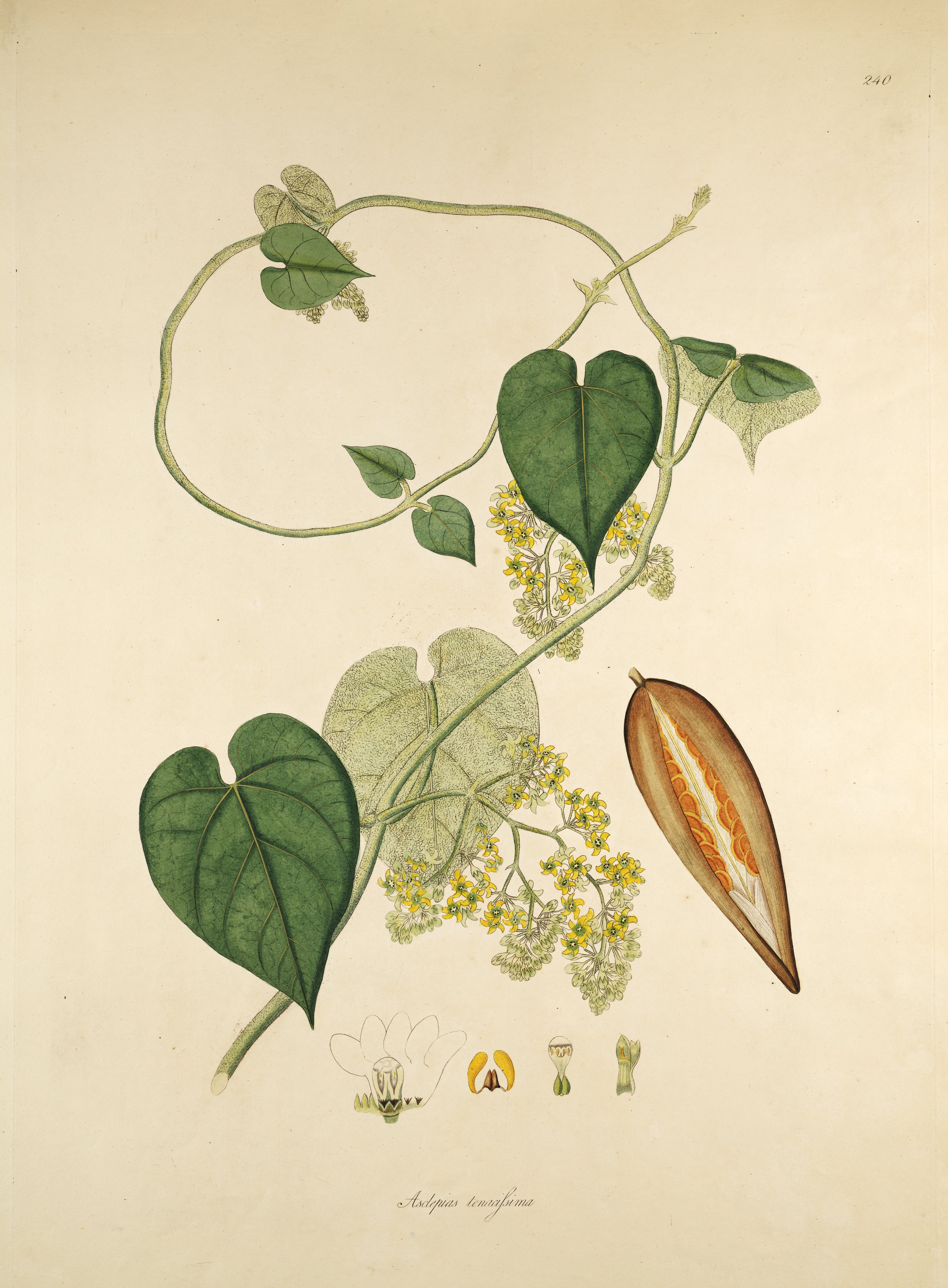 no full size  illustration available (3a)