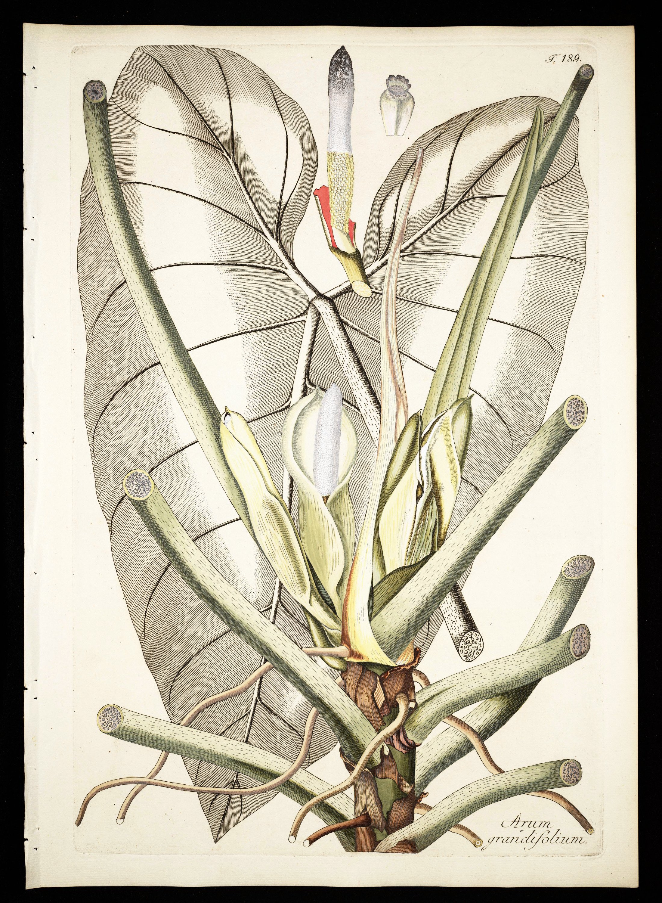 no full size  illustration available (3a)