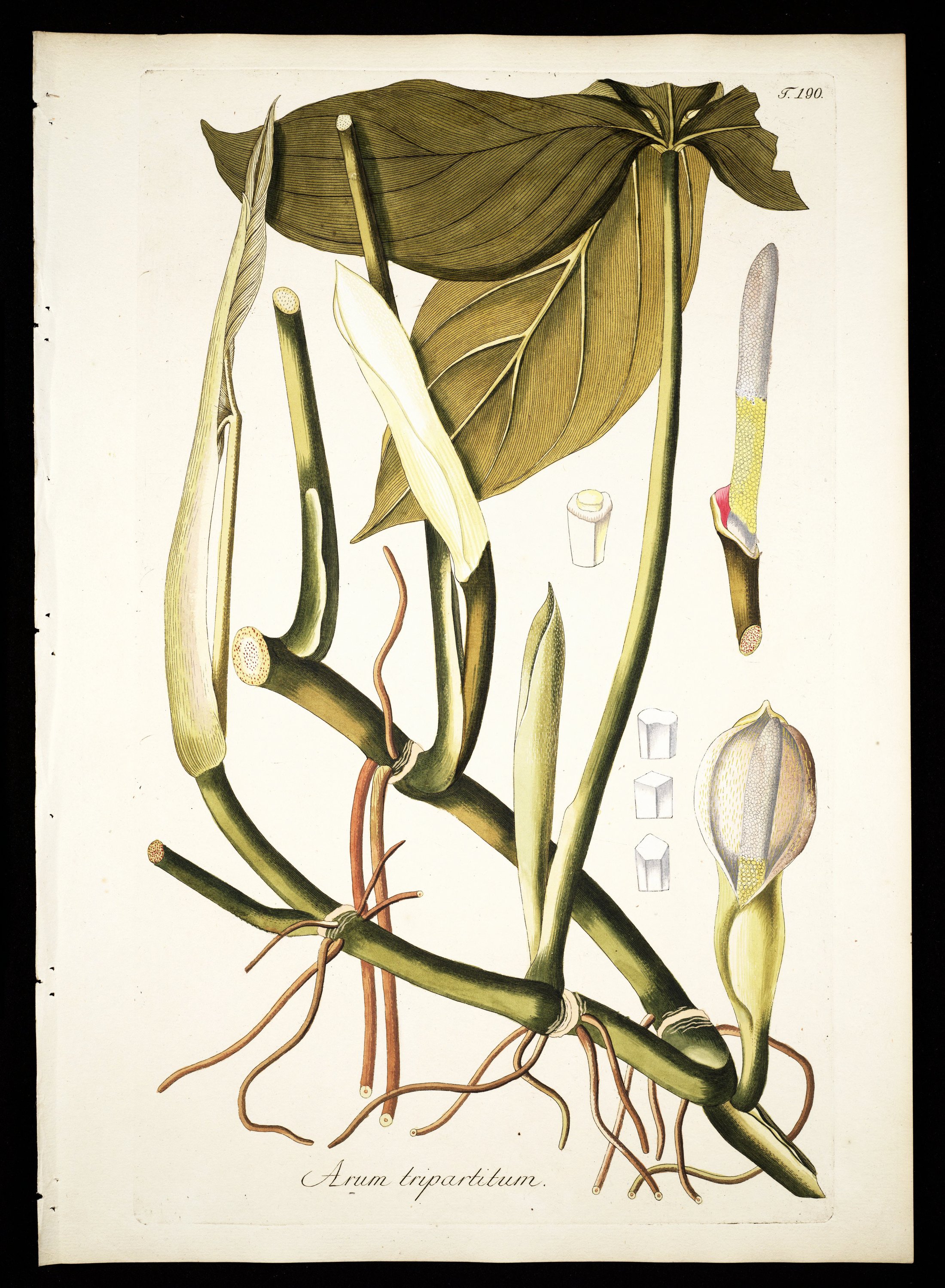 no full size  illustration available (3a)