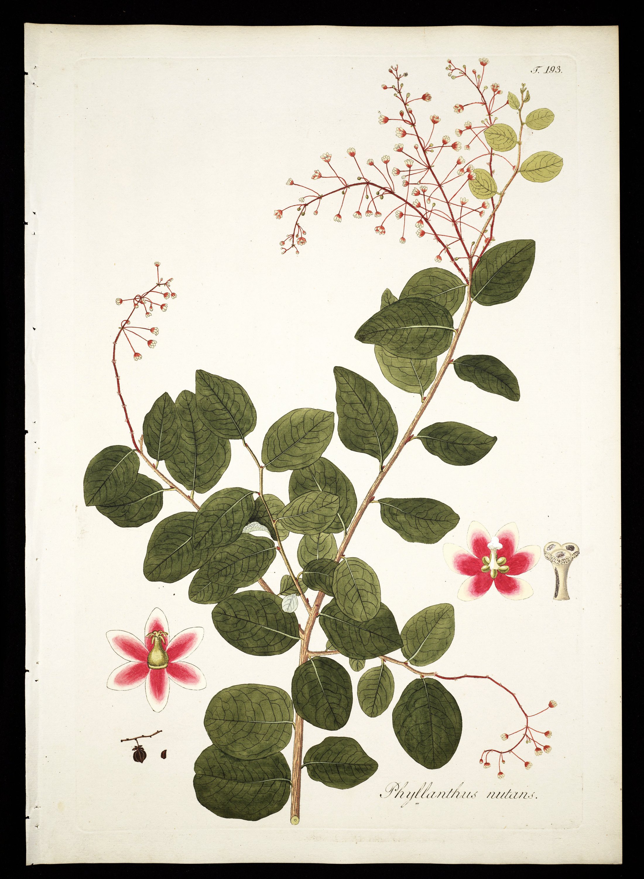 no full size  illustration available (3a)