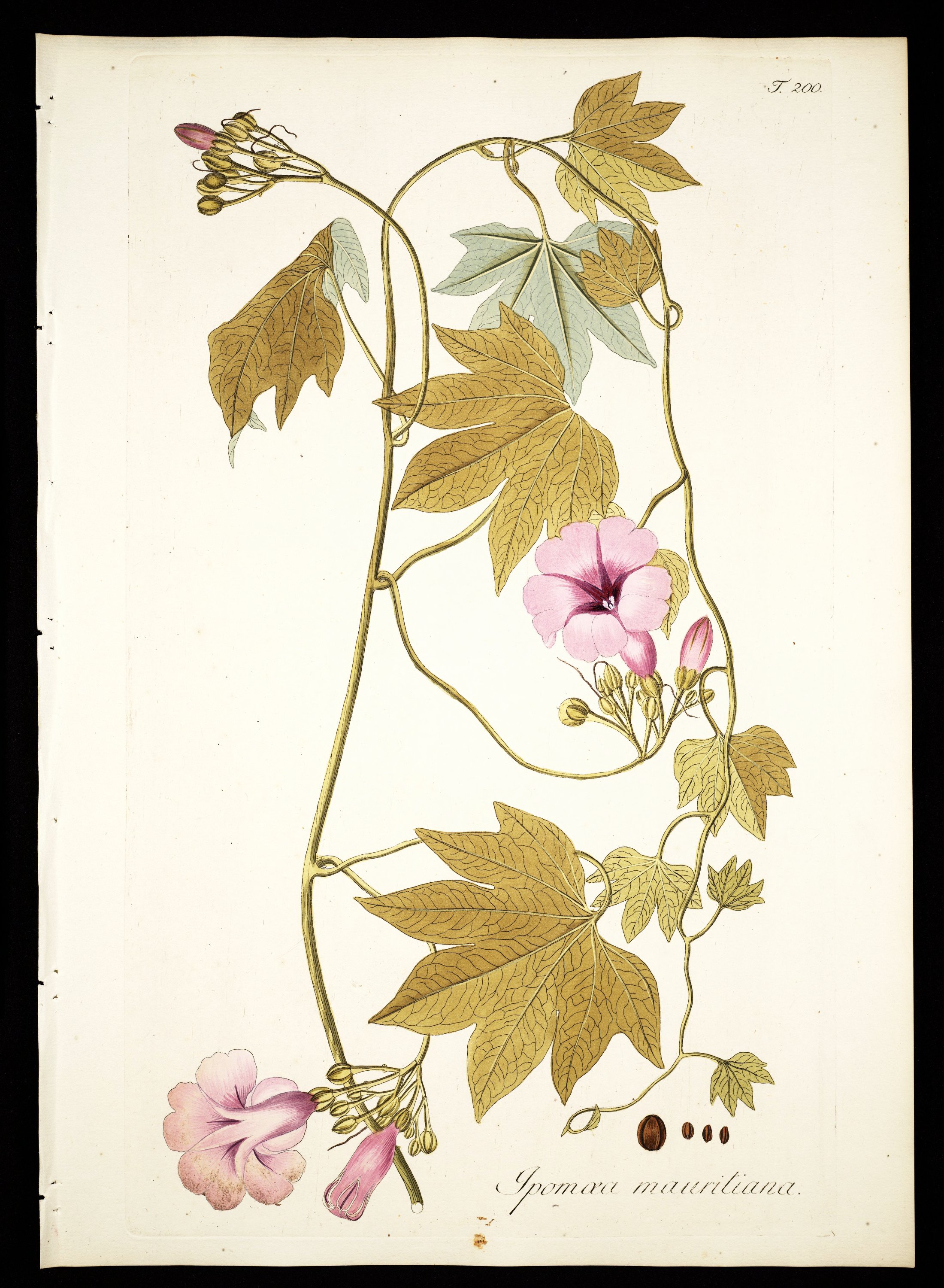 no full size  illustration available (3a)