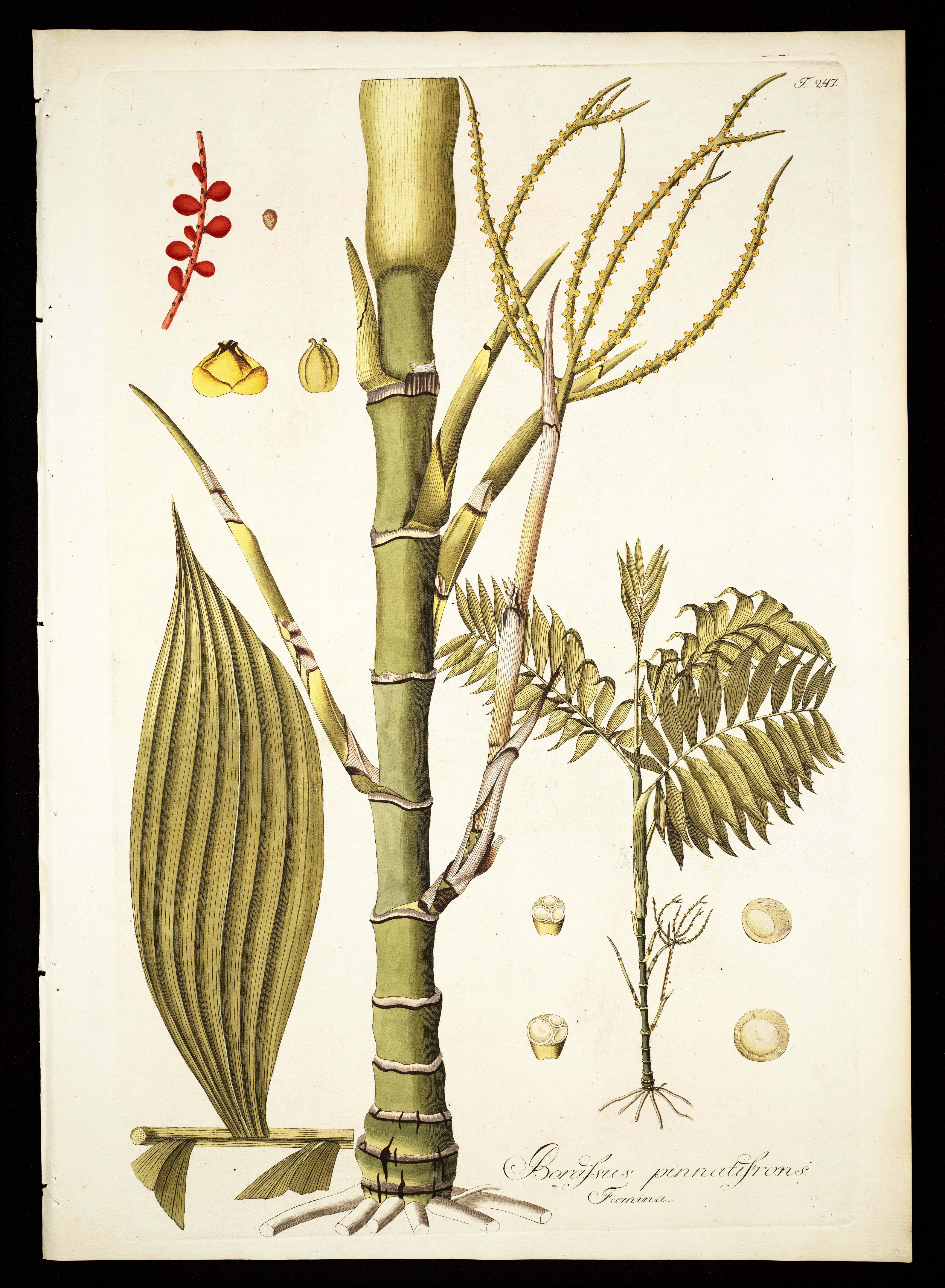 no full size  illustration available (3a)