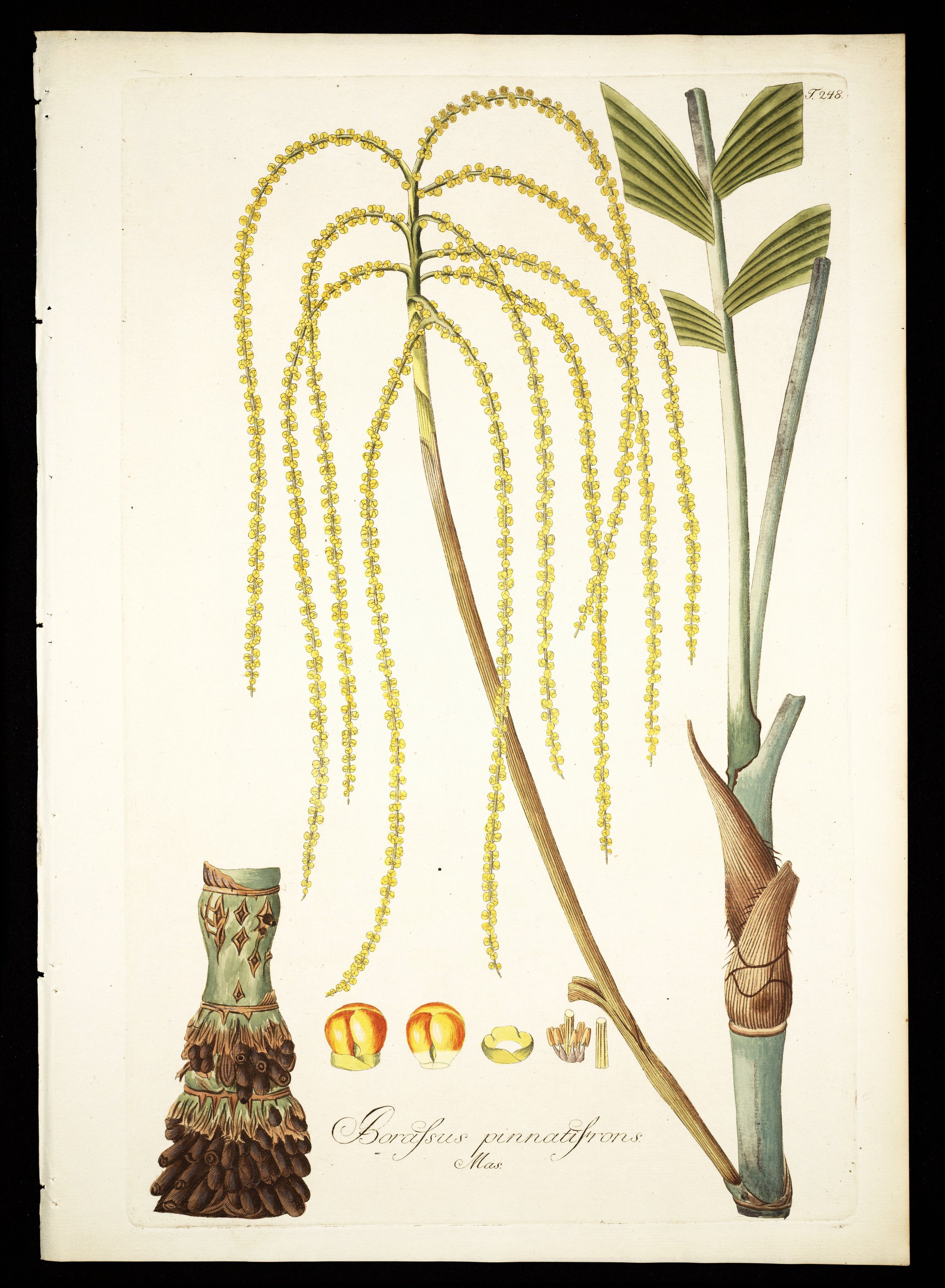 no full size  illustration available (3a)