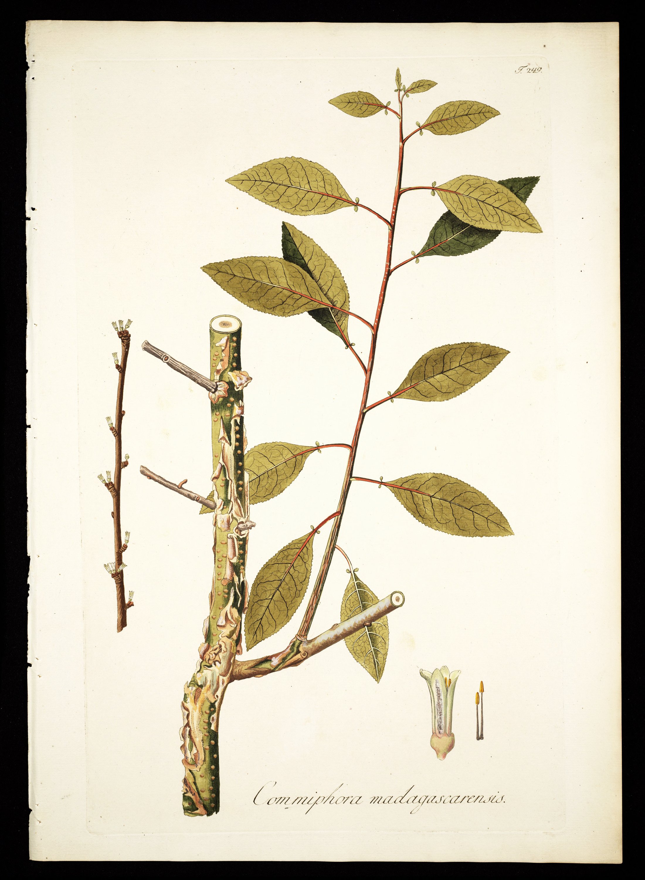 no full size  illustration available (3a)