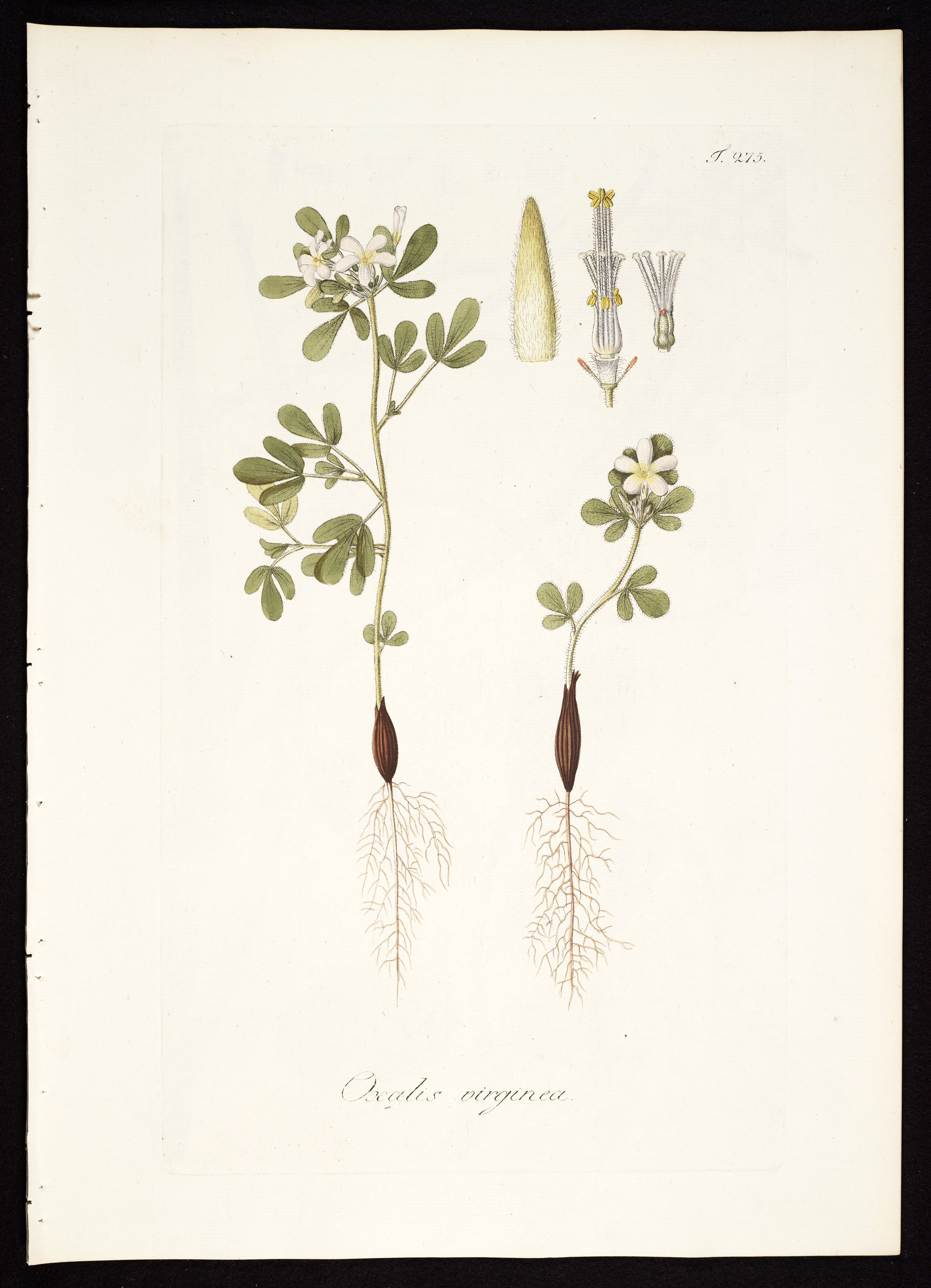 no full size  illustration available (3a)