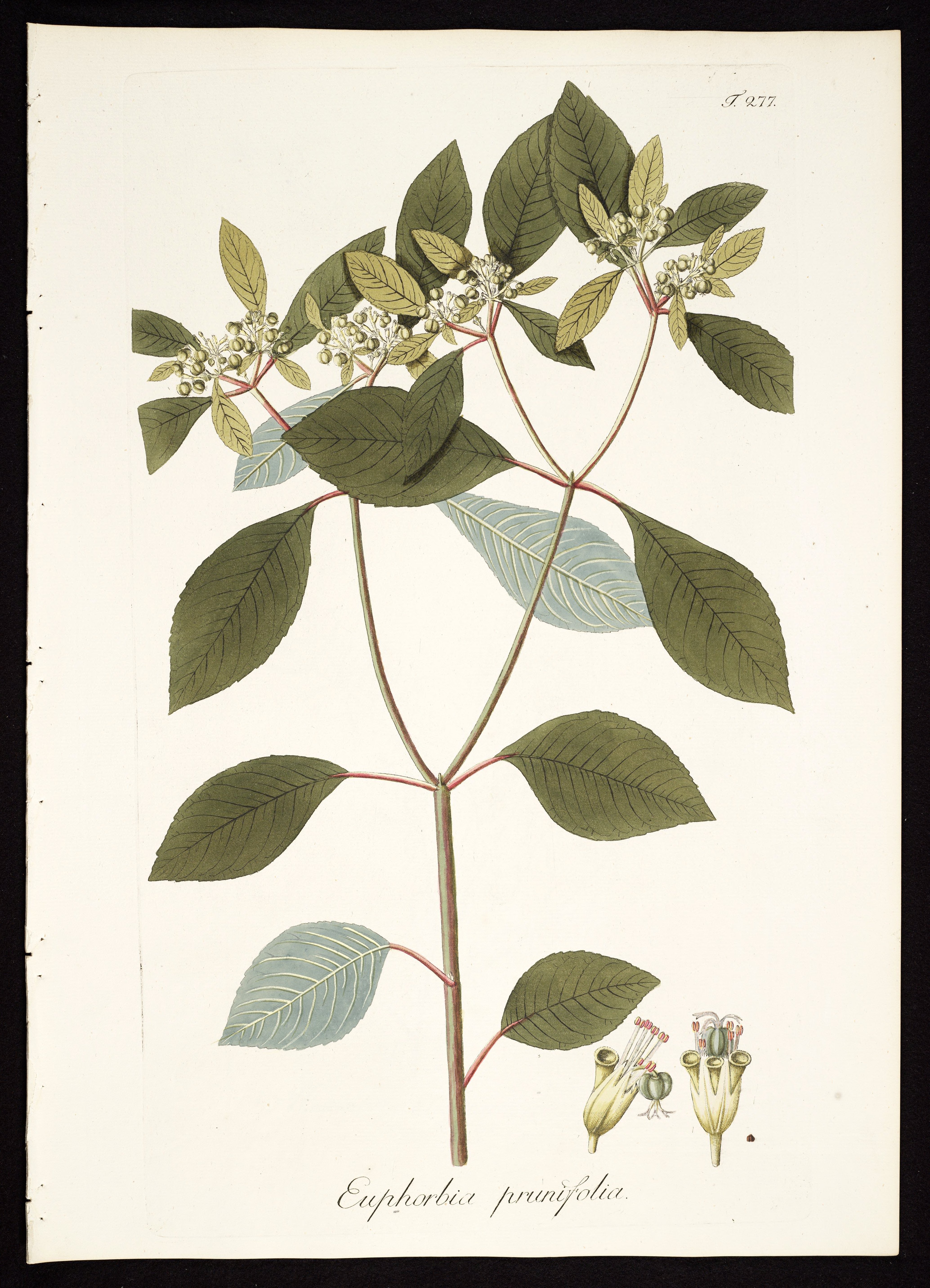 no full size  illustration available (3a)