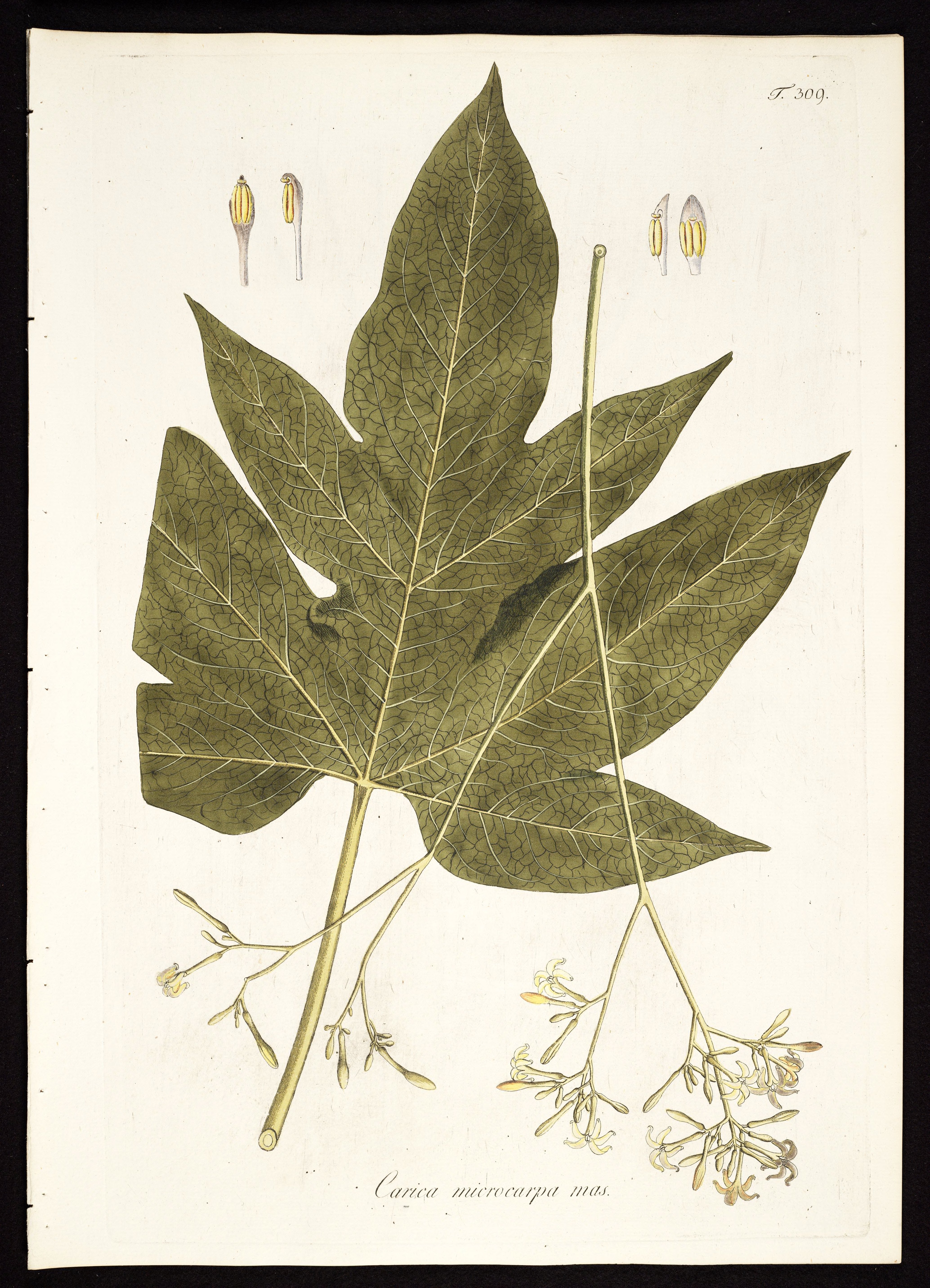 no full size  illustration available (3a)