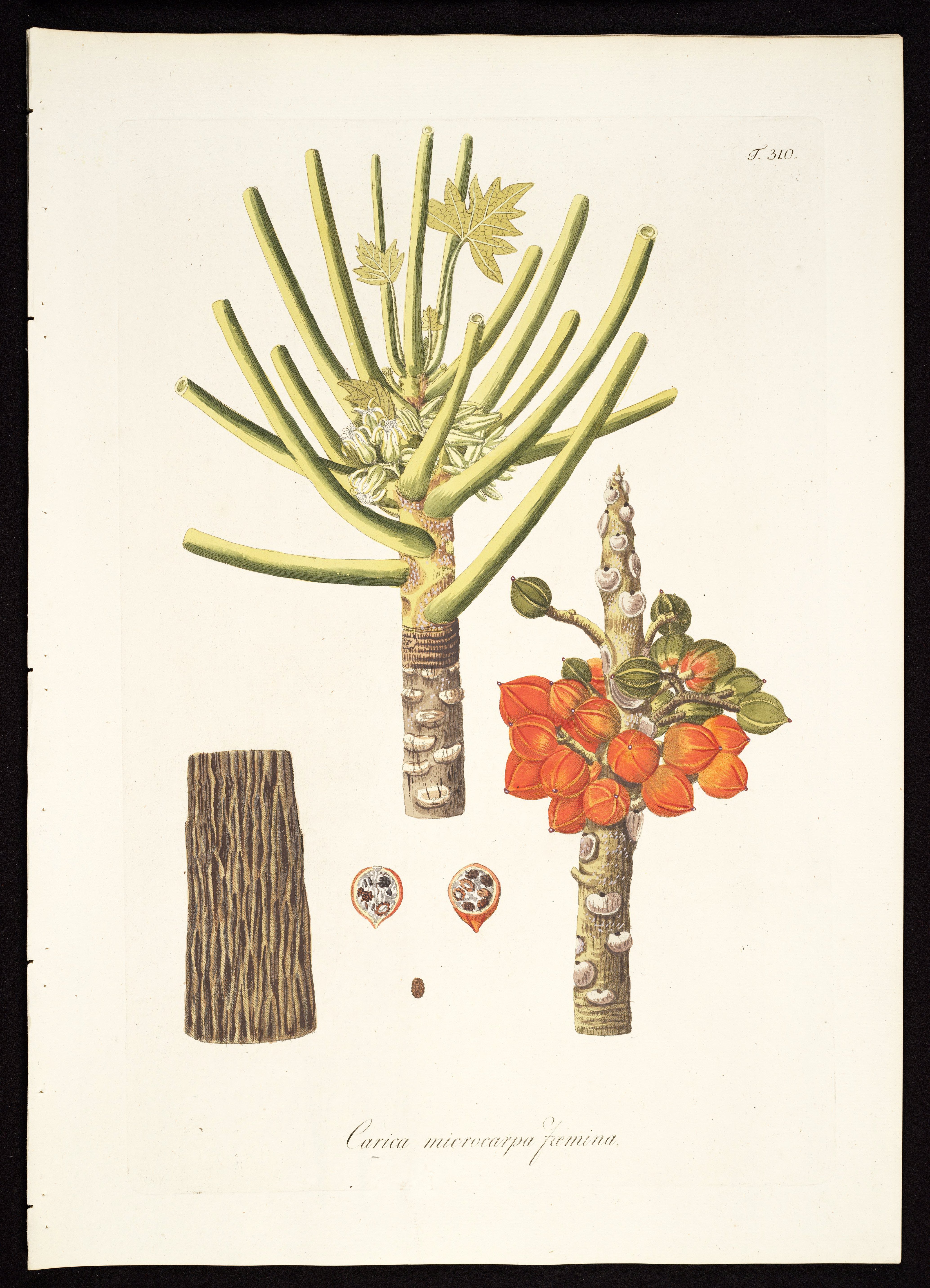 no full size  illustration available (3a)