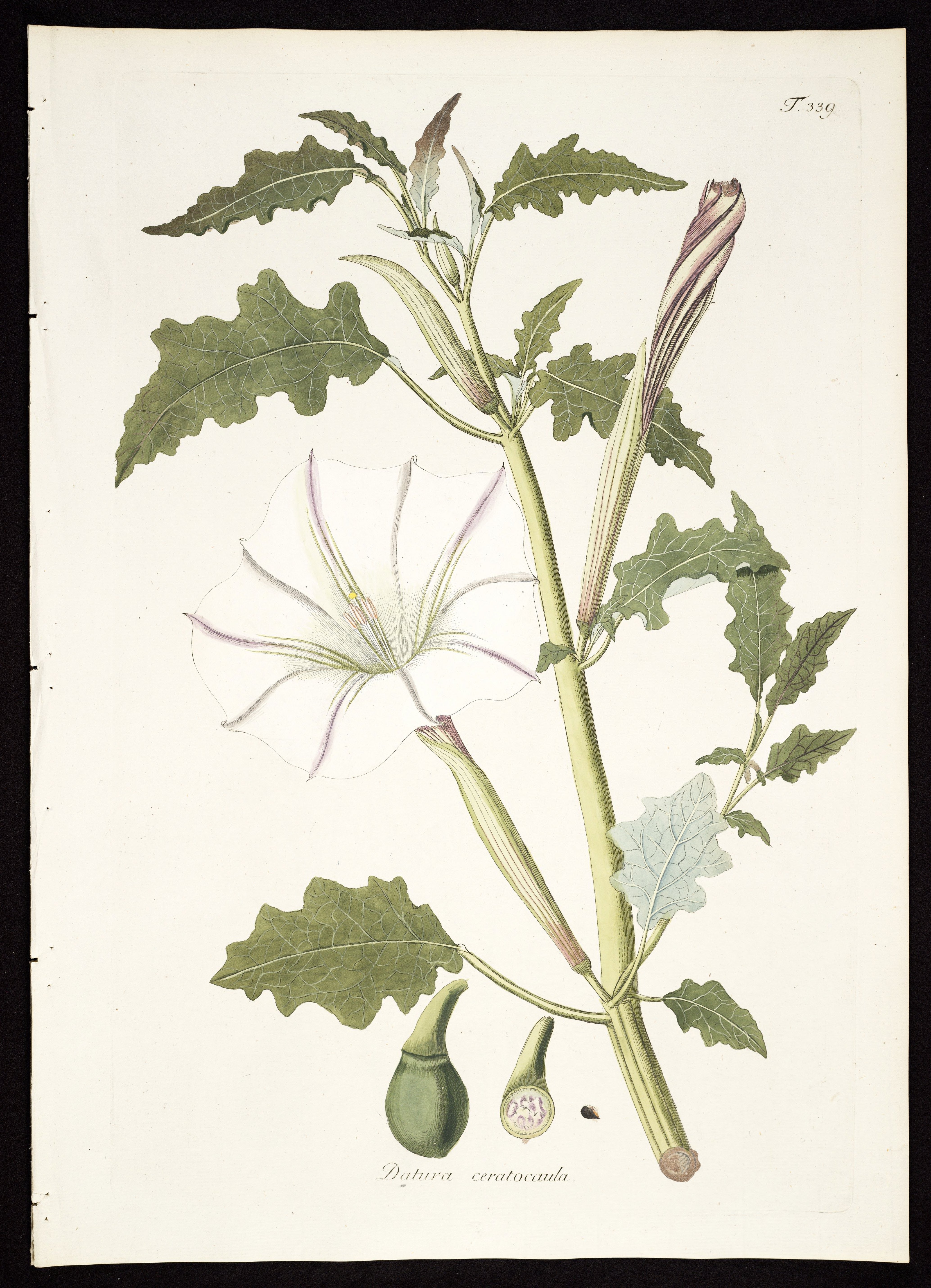 no full size  illustration available (3a)