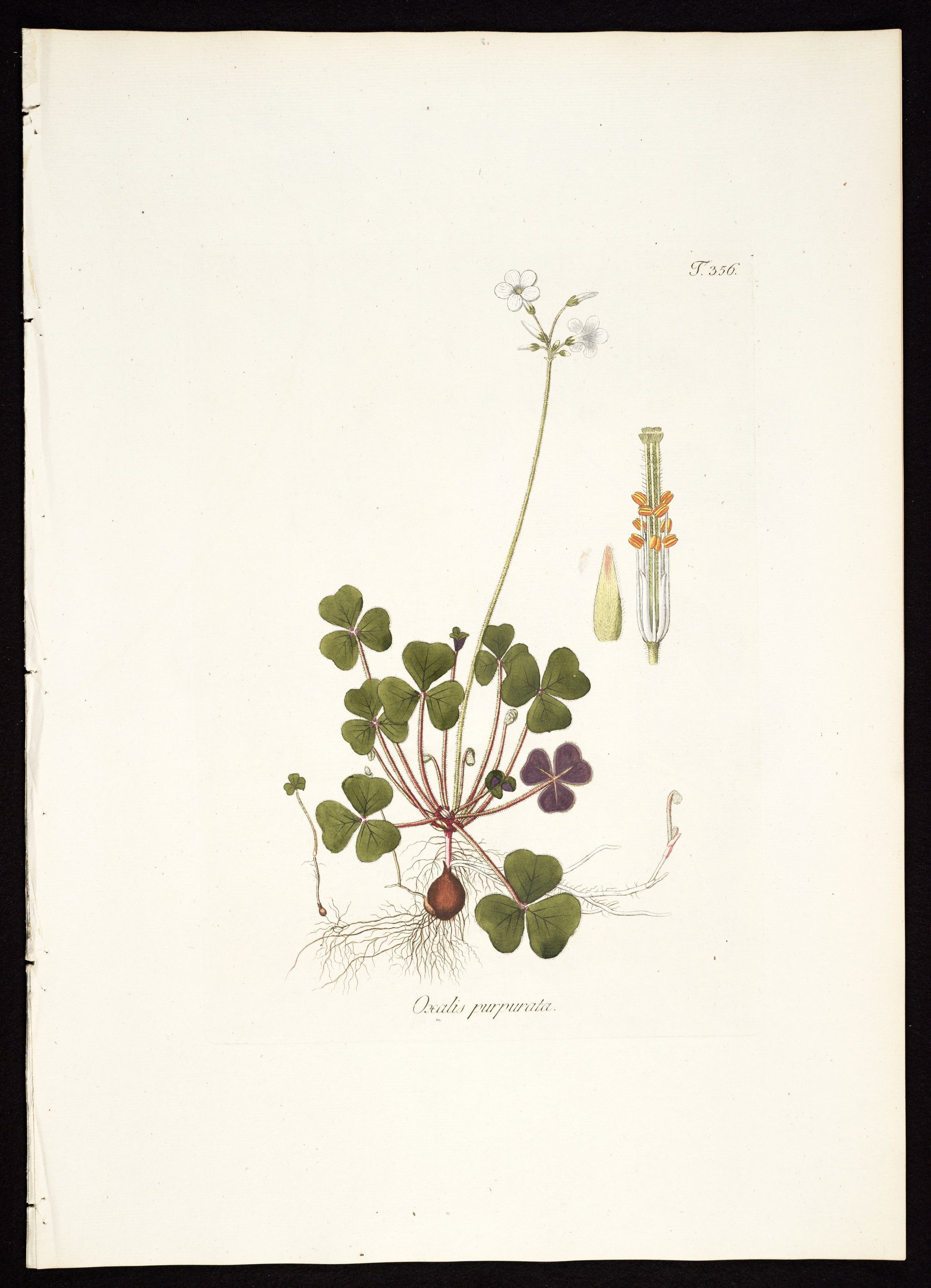 no full size  illustration available (3a)