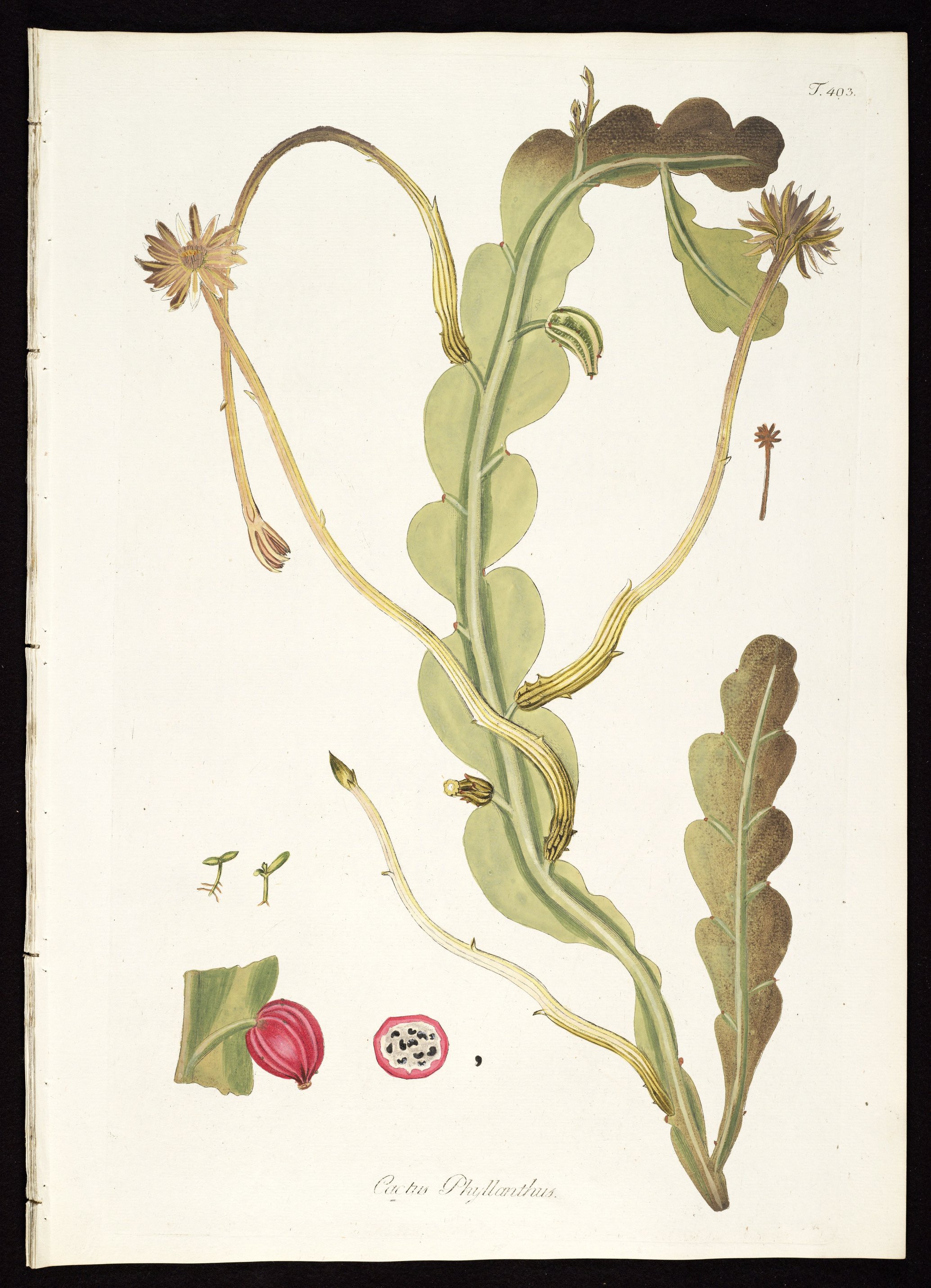 no full size  illustration available (3a)