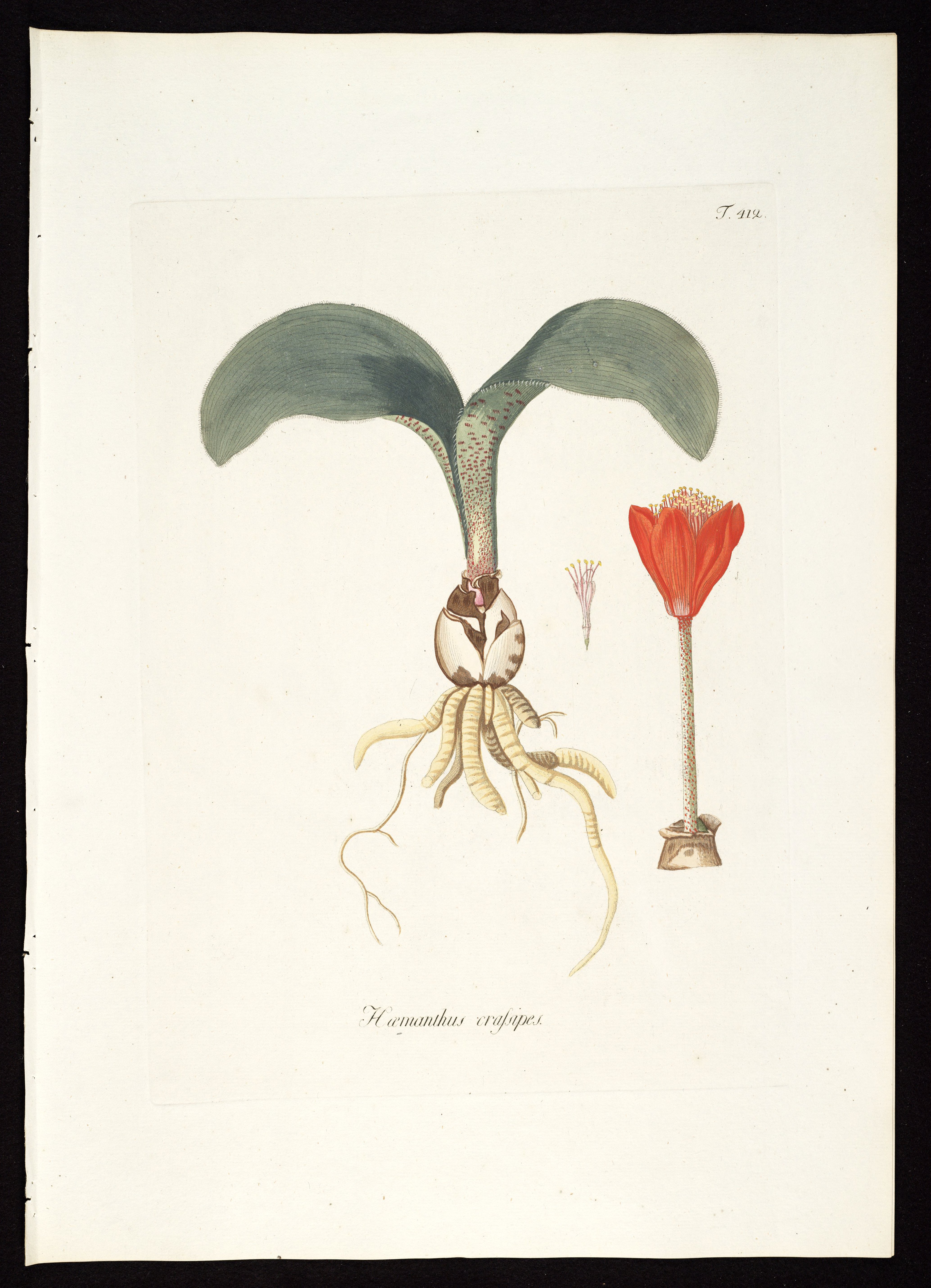 no full size  illustration available (3a)