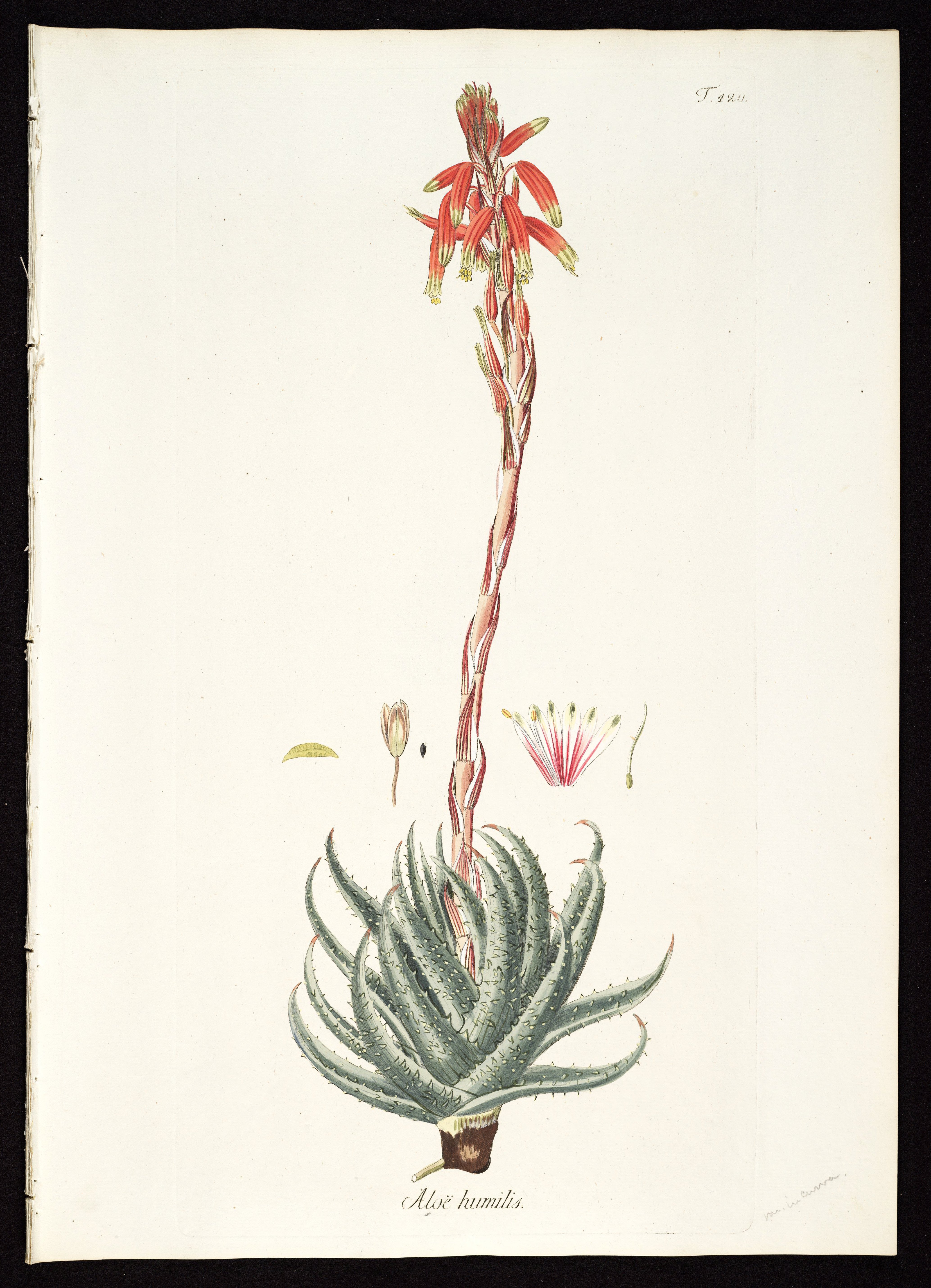 no full size  illustration available (3a)