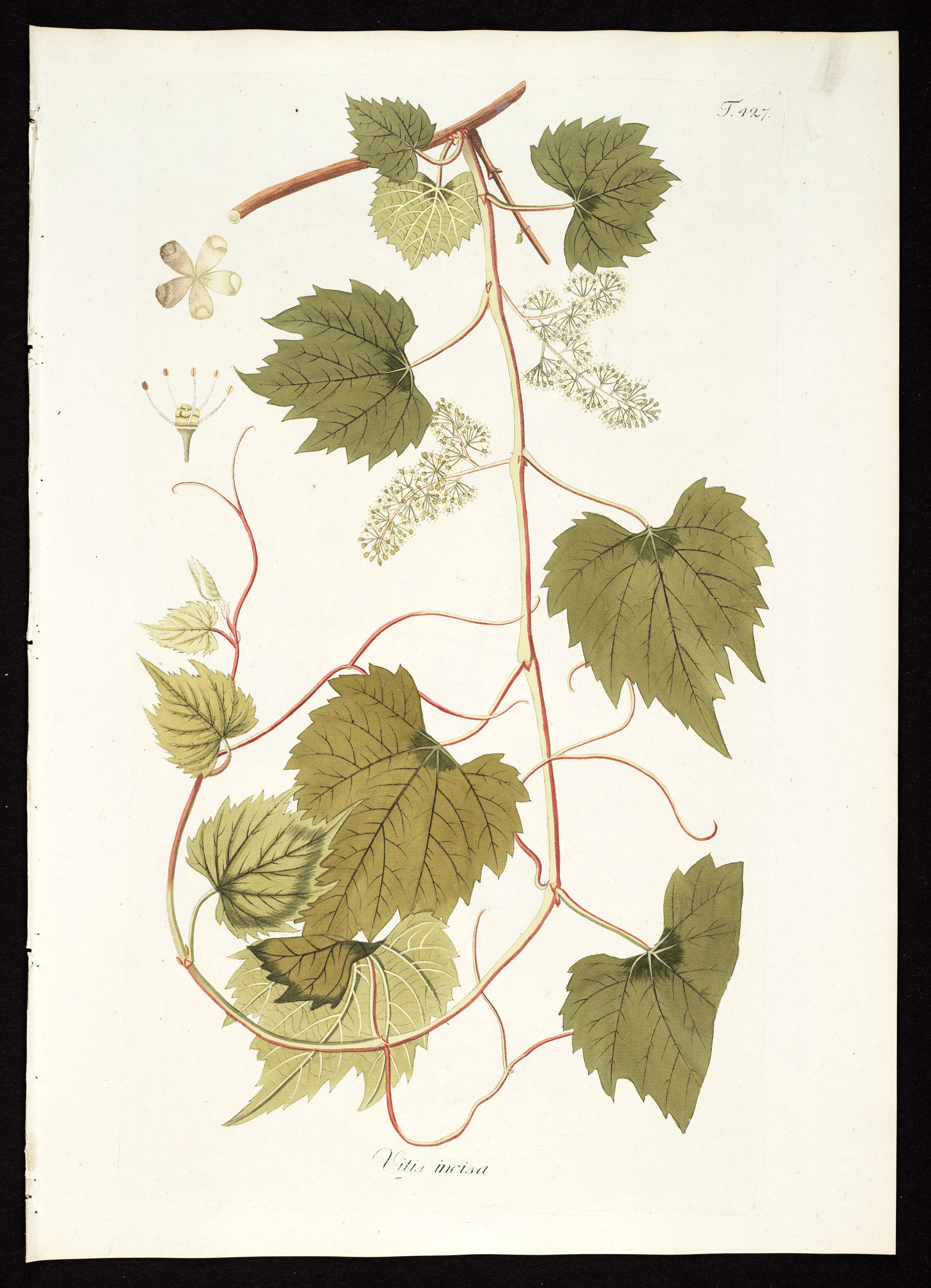 no full size  illustration available (3a)