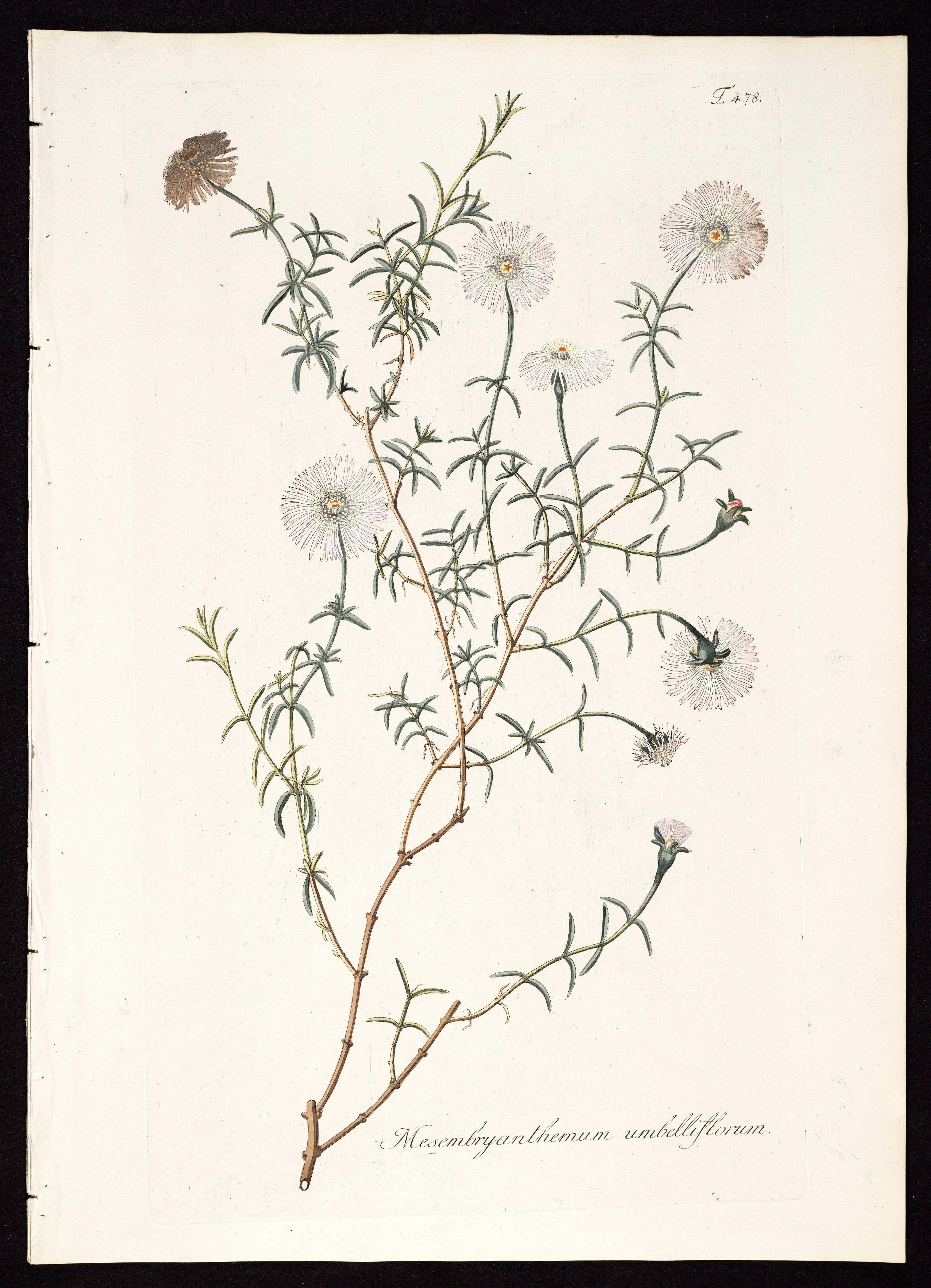 no full size  illustration available (3a)