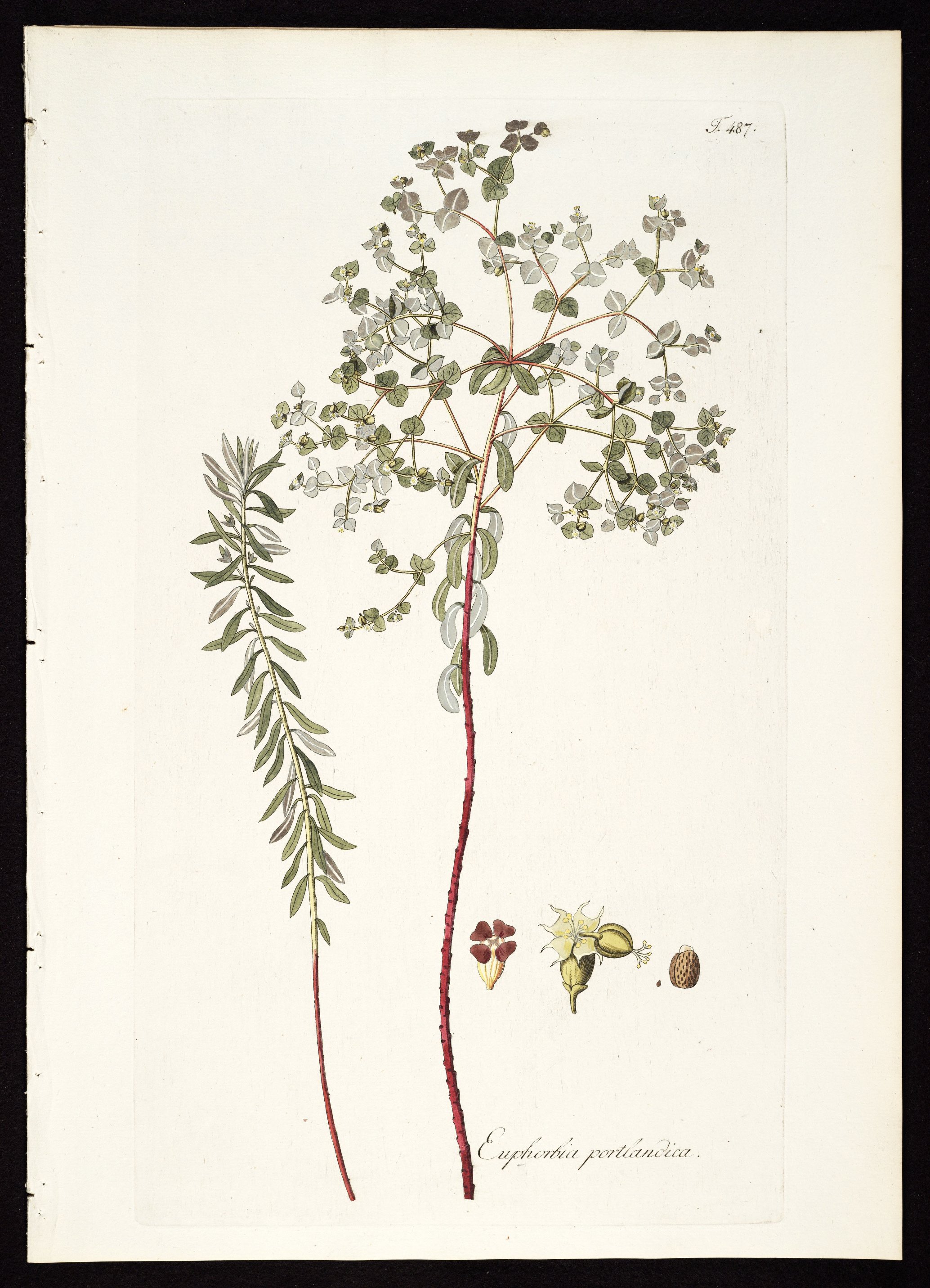 no full size  illustration available (3a)