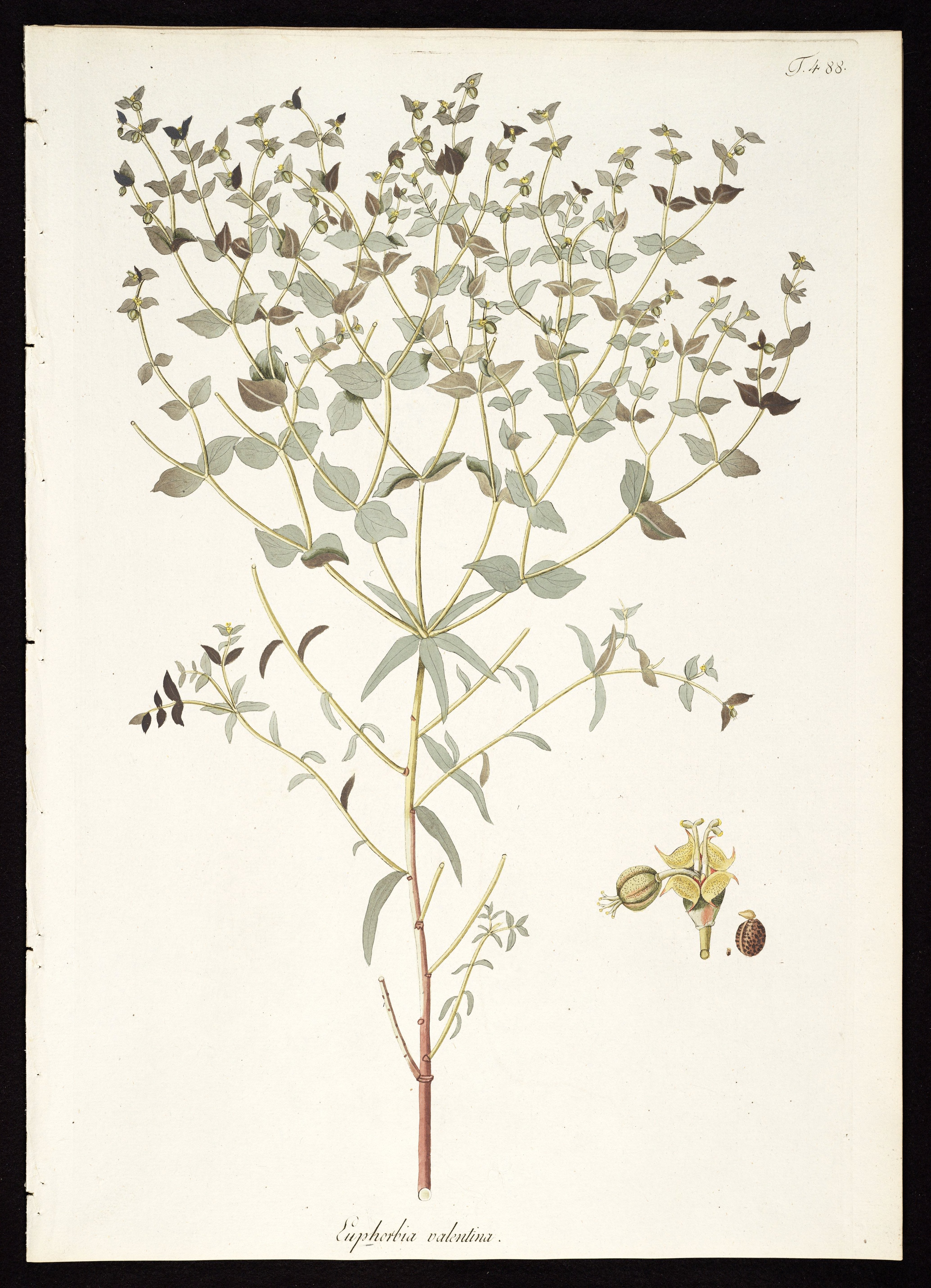 no full size  illustration available (3a)